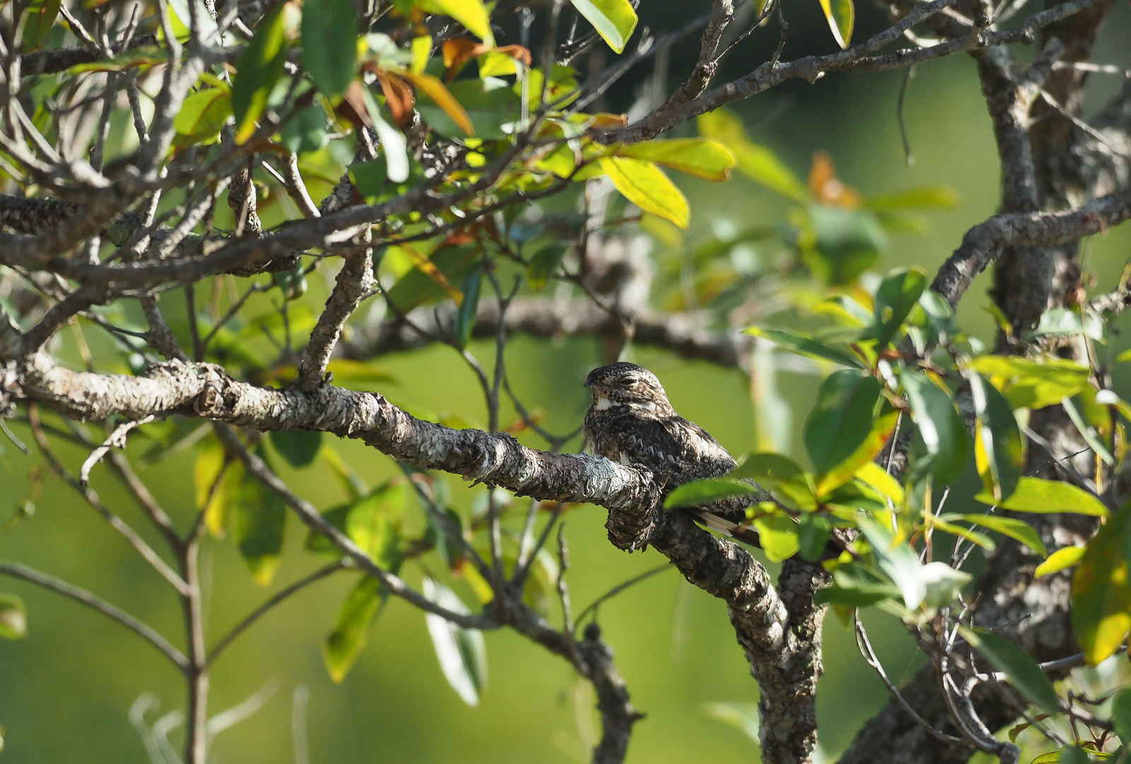Lesser Nighthawk