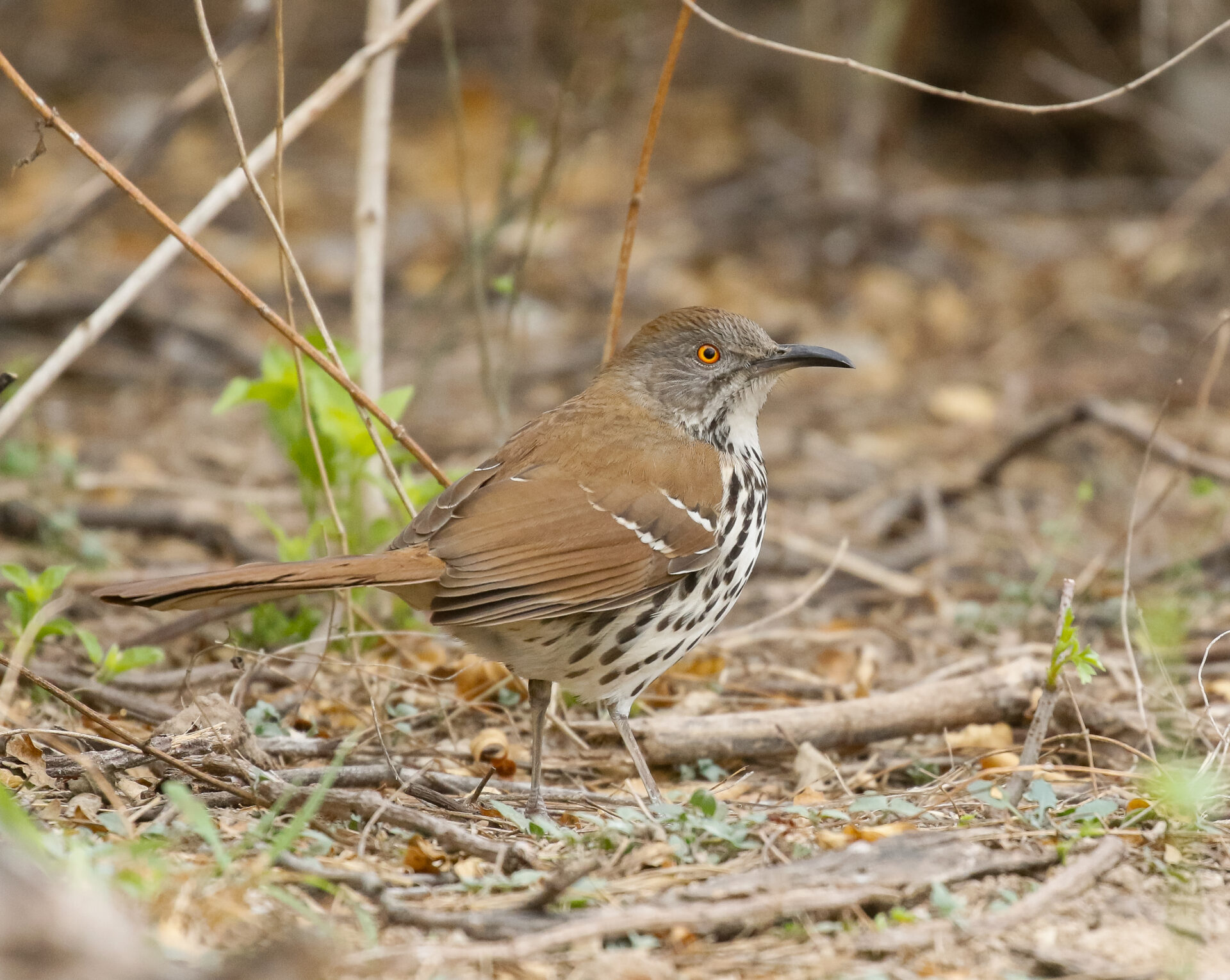 Long-billed Thrasher