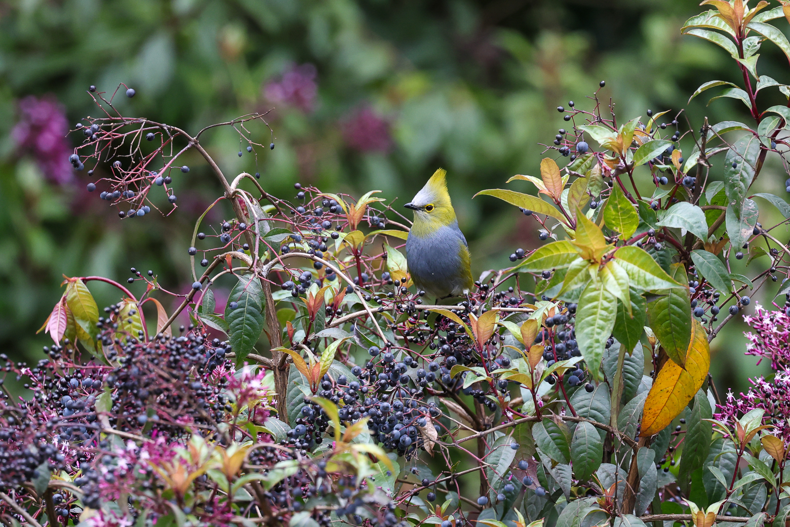 Long-tailed Silky Flycatcher