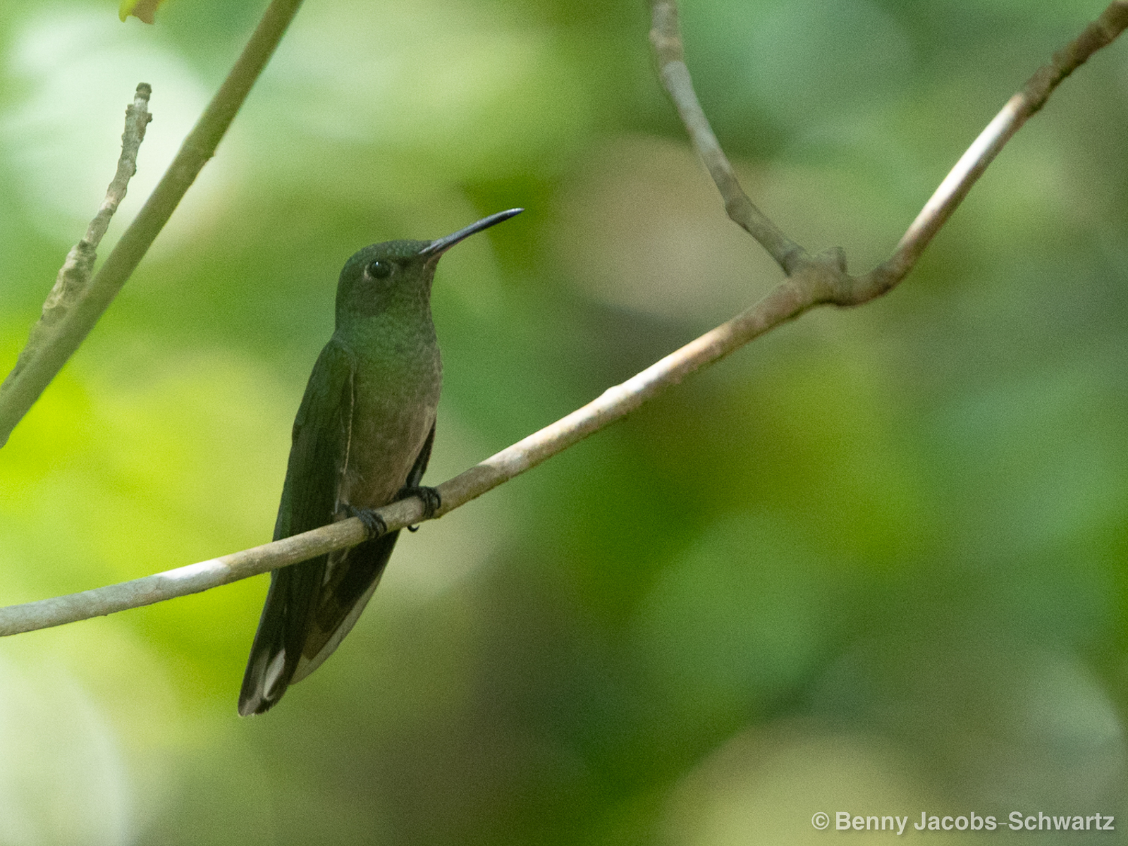 Mangrove Hummingbird