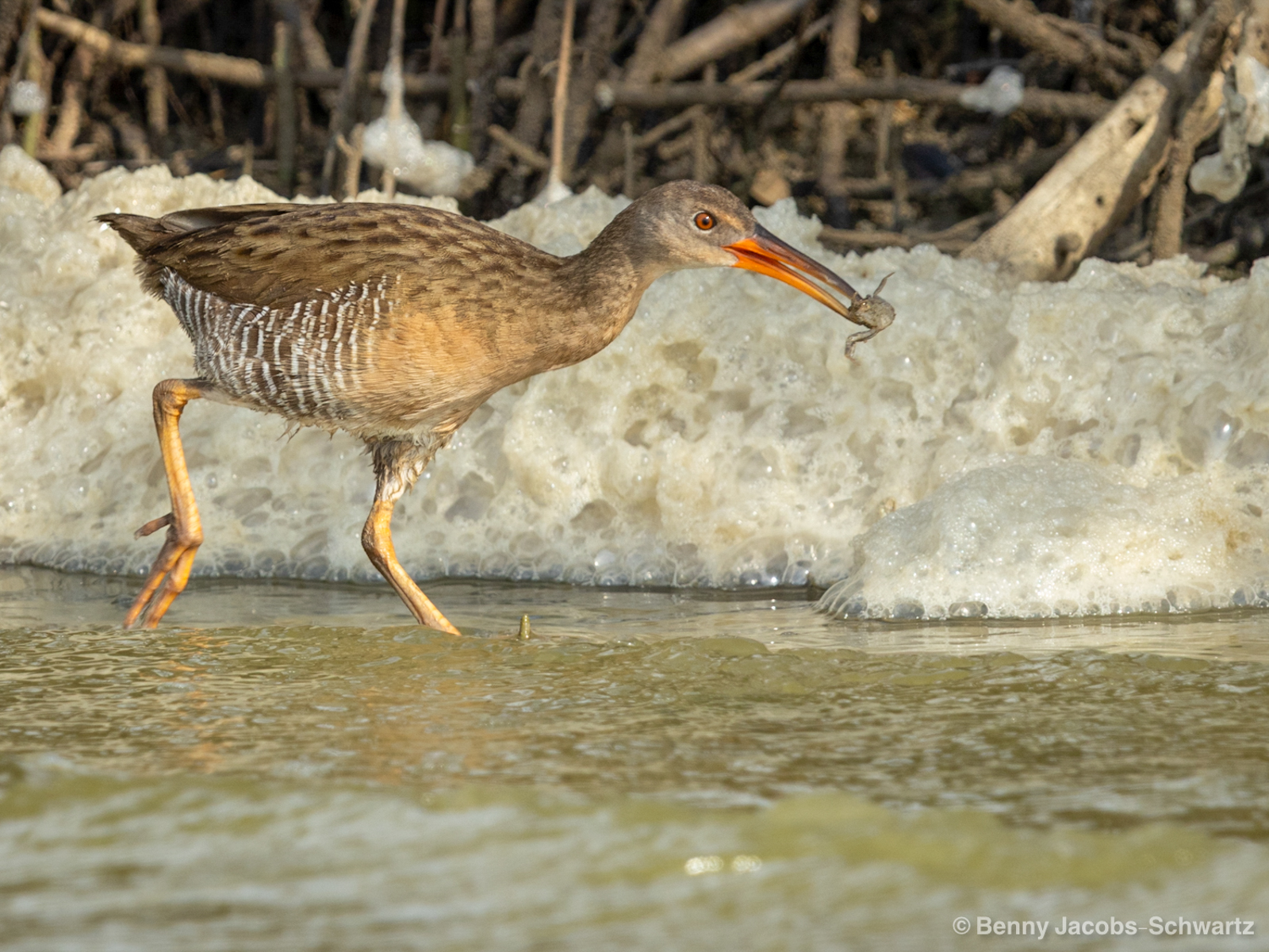 Mangrove Rail