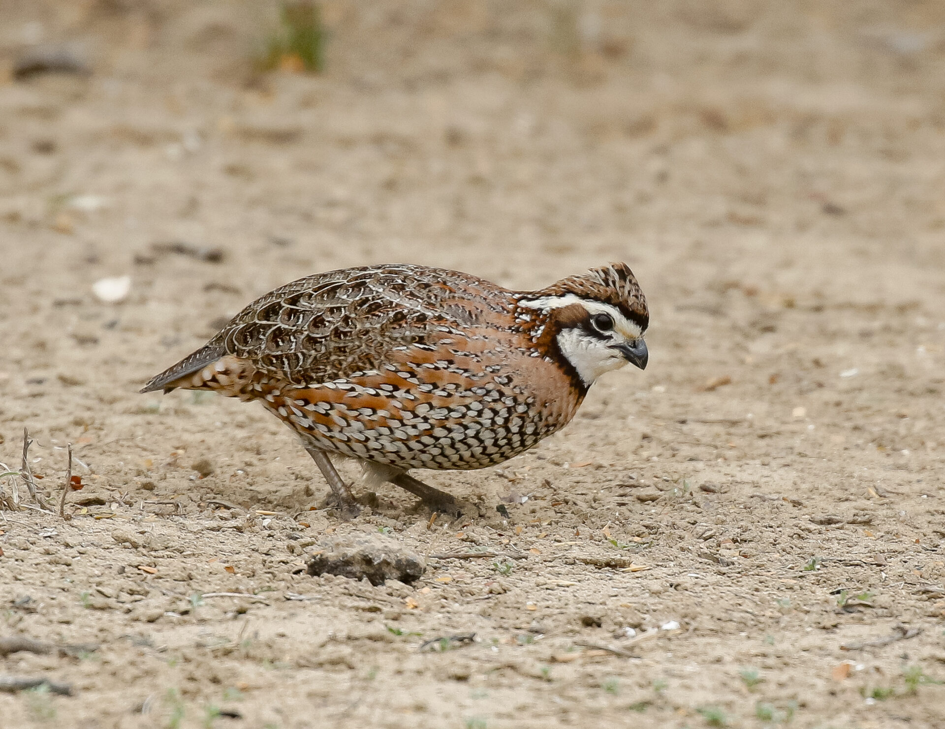 Northern Bobwhite