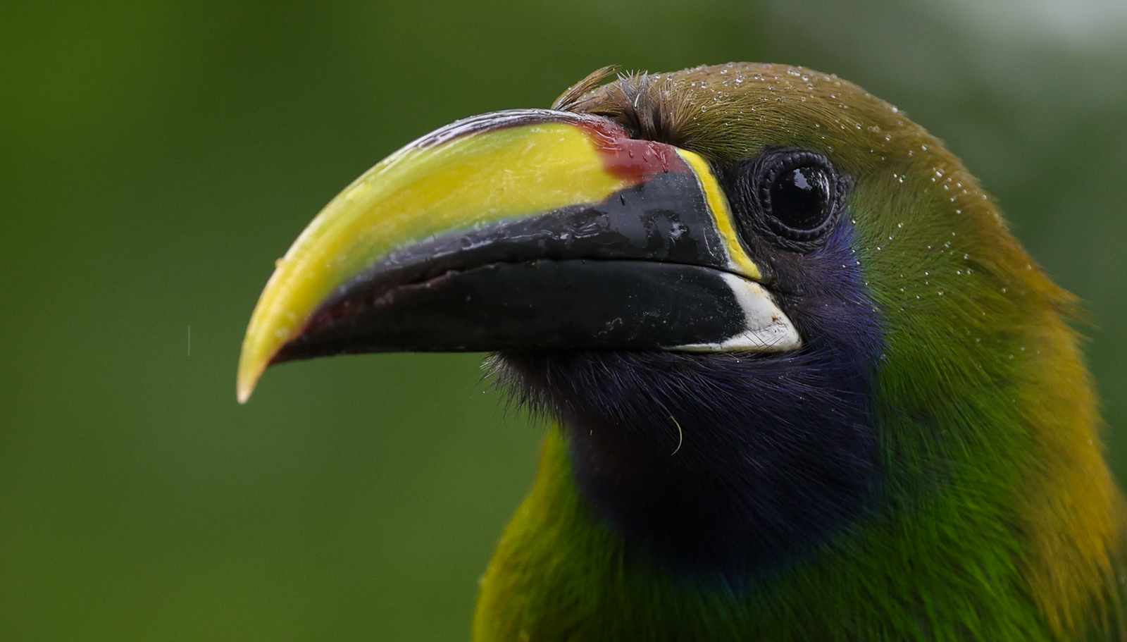 Northern Emerald Toucanet