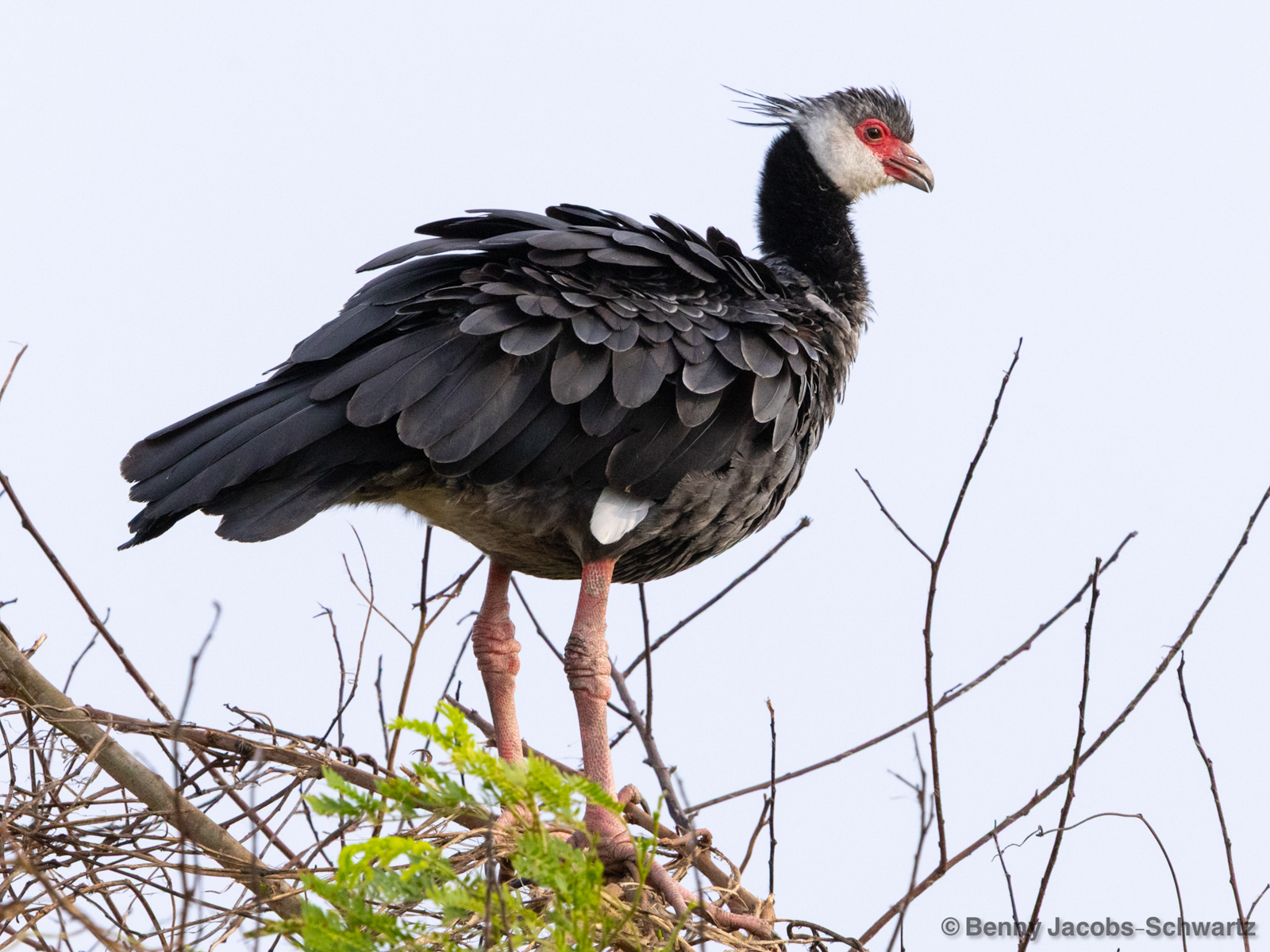 Northern Screamer