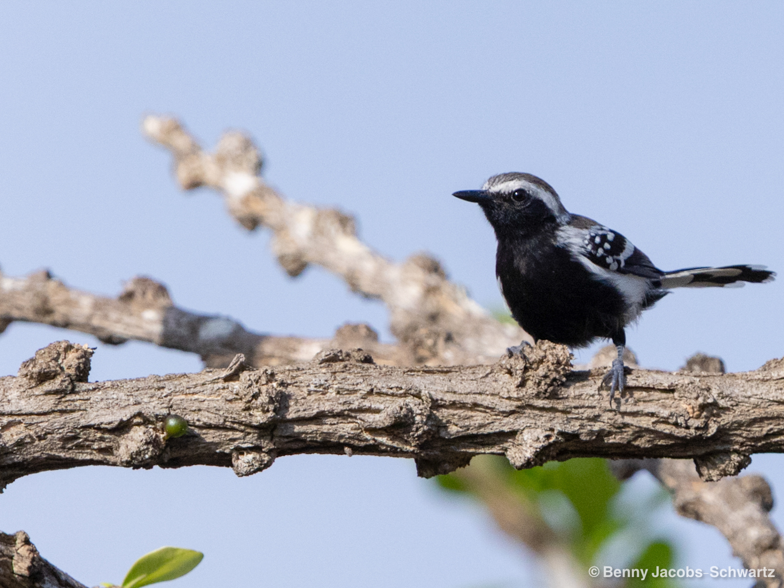 Northern White-fringed Antwren