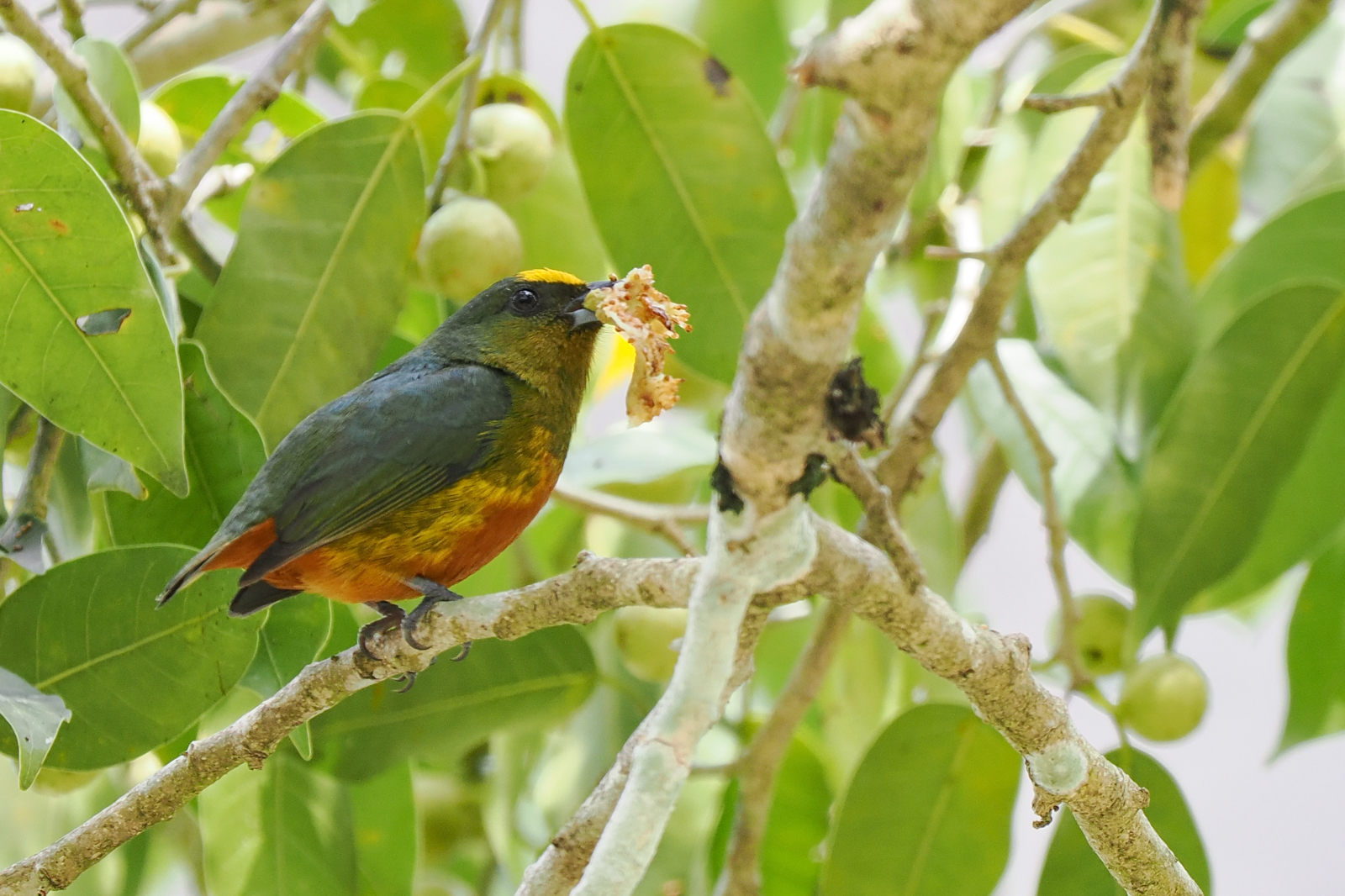 Olive-backed Euphonia