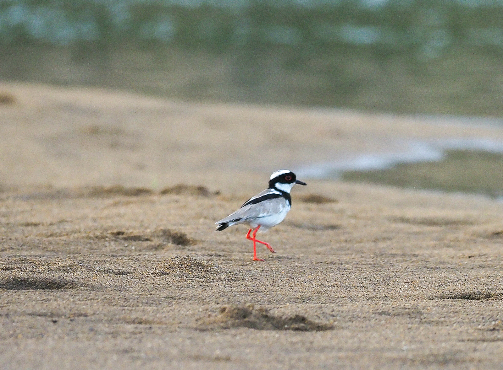 Pied Plover