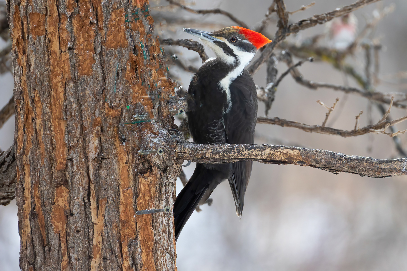 Pileated Woodpecker