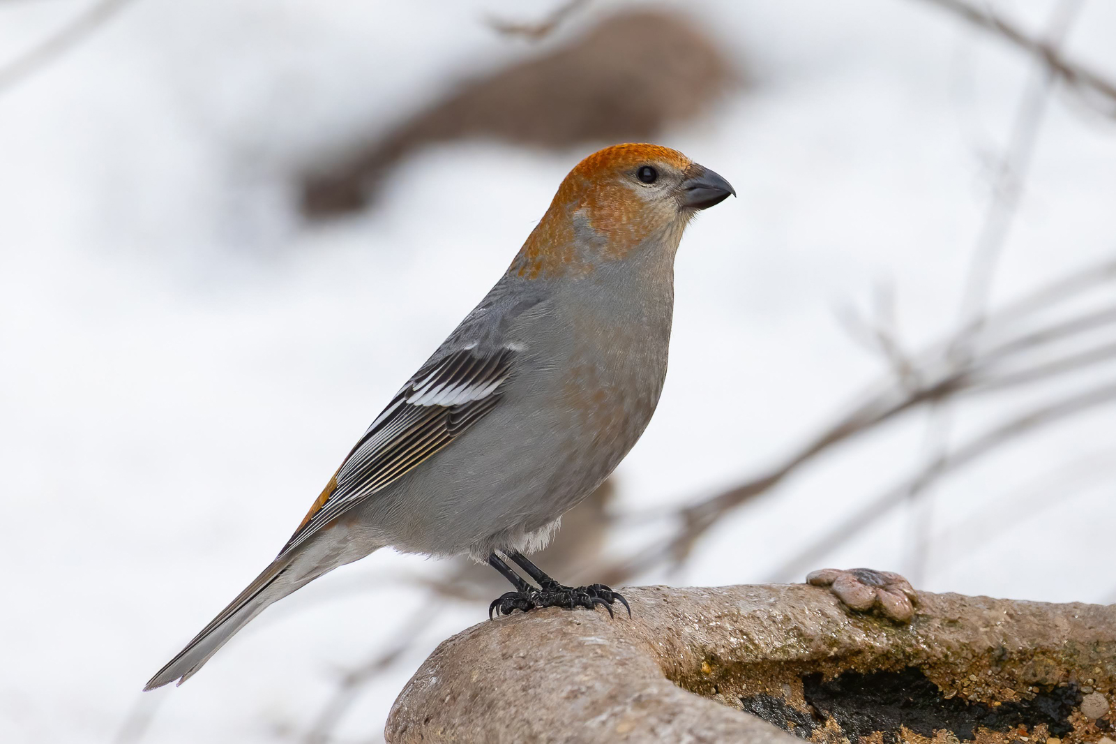 Pine Grosbeak