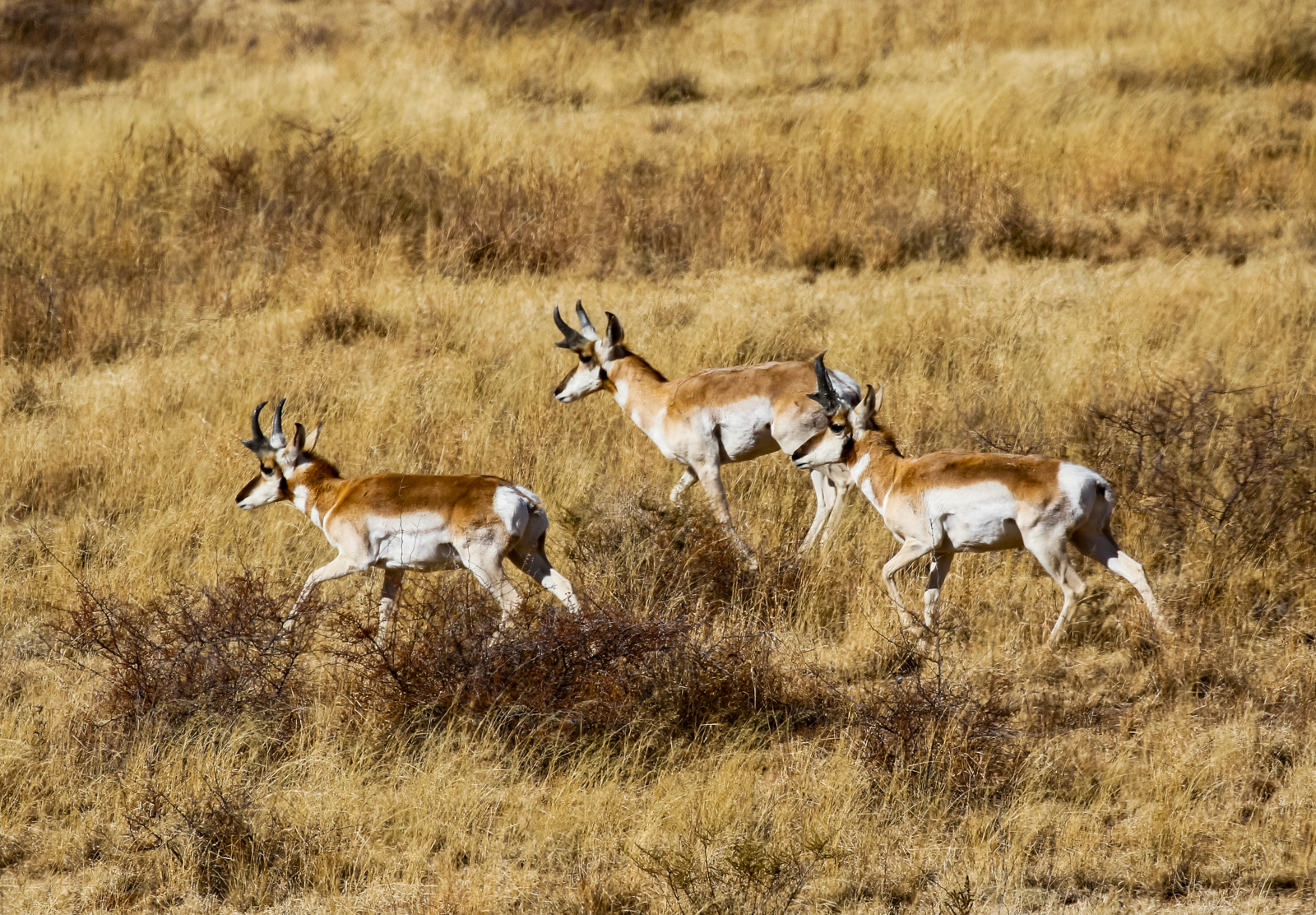Pronghorns