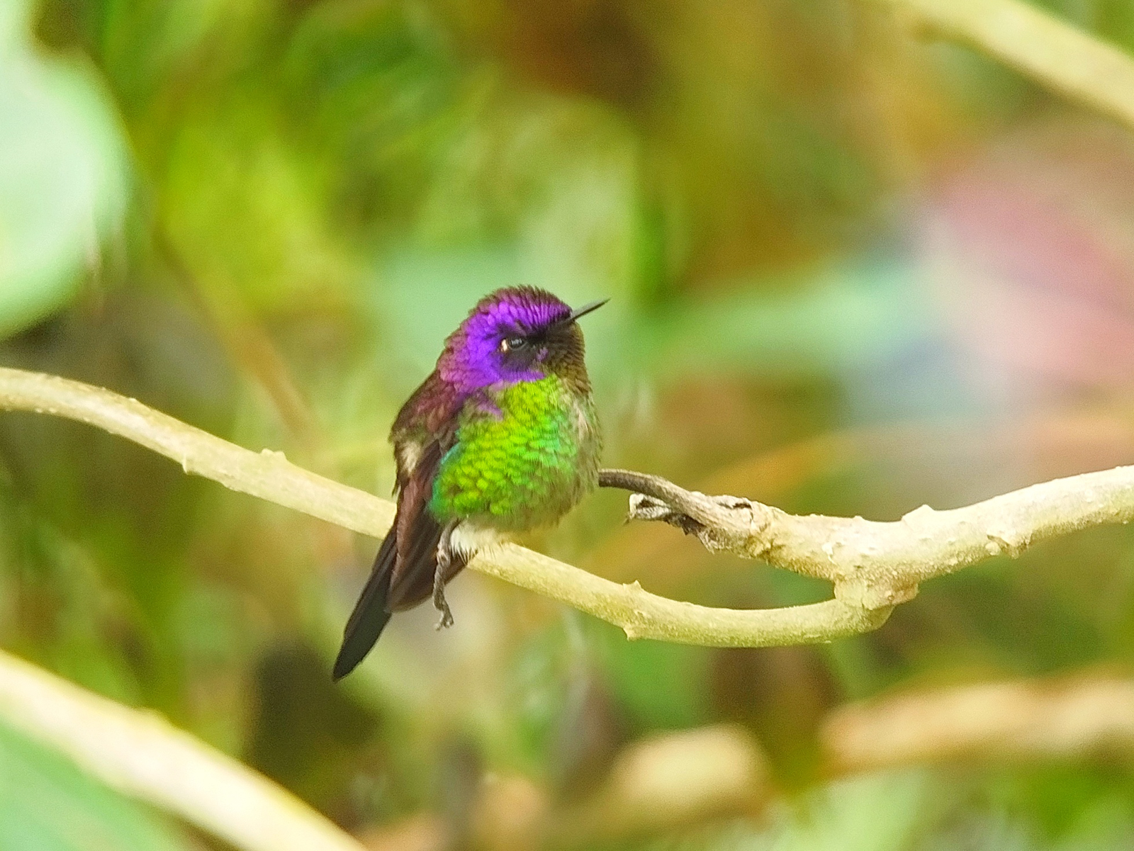 Purple-backed Thornbill