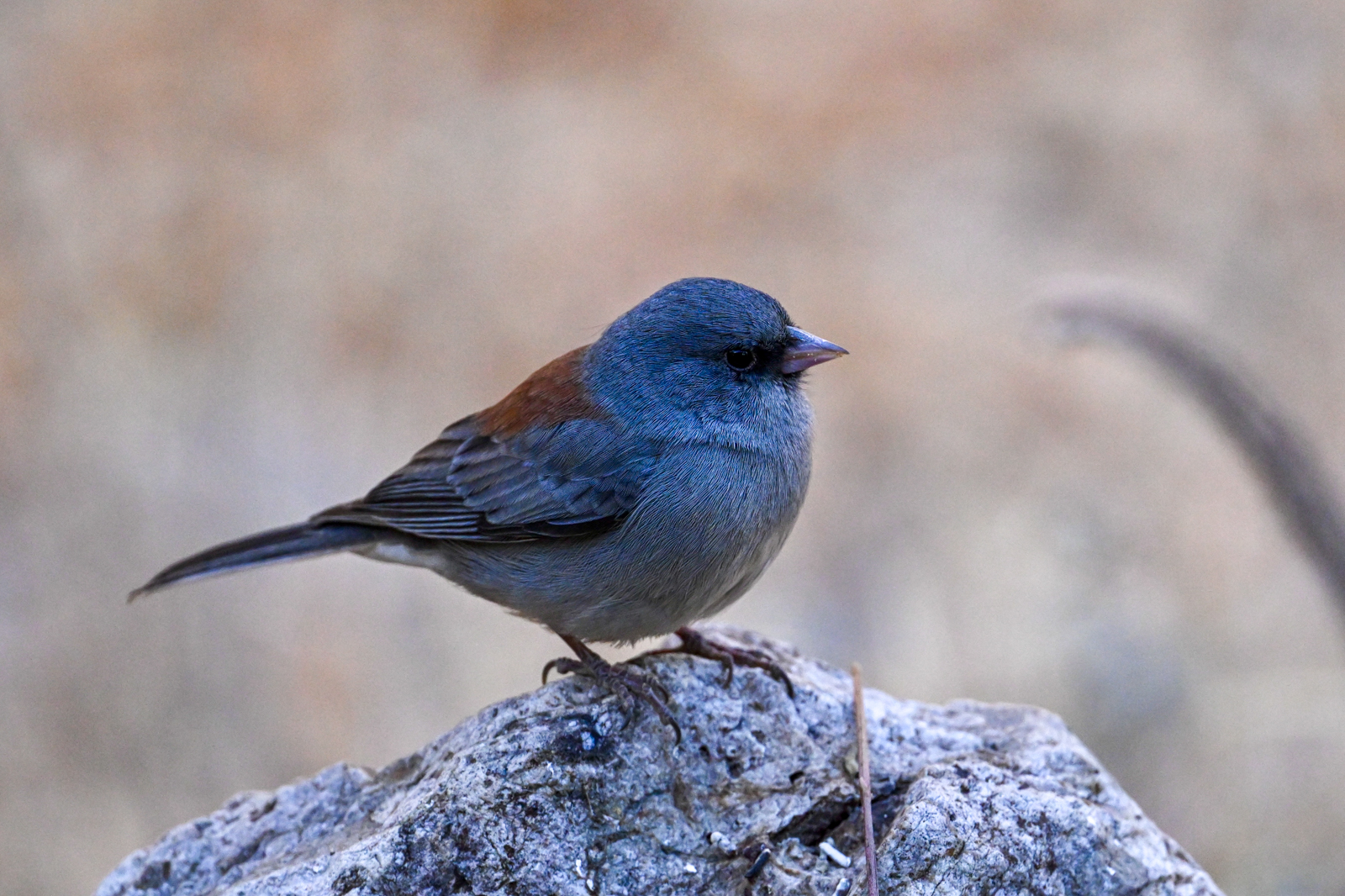 Red-backed Dark-eyed Junco
