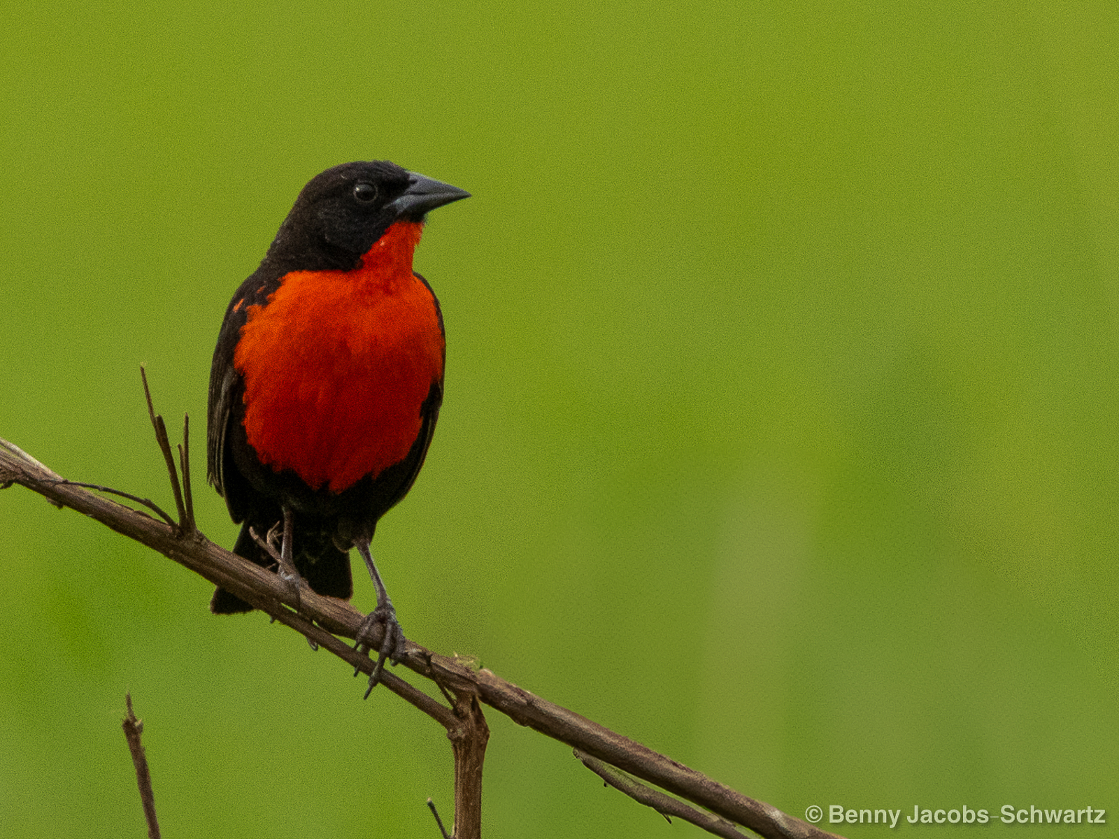 Red-breasted Meadowlark