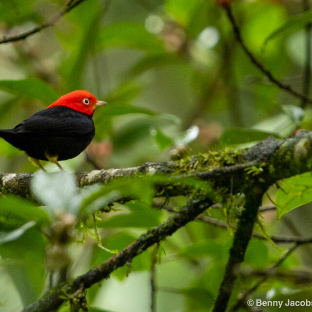 Red-capped Manakin