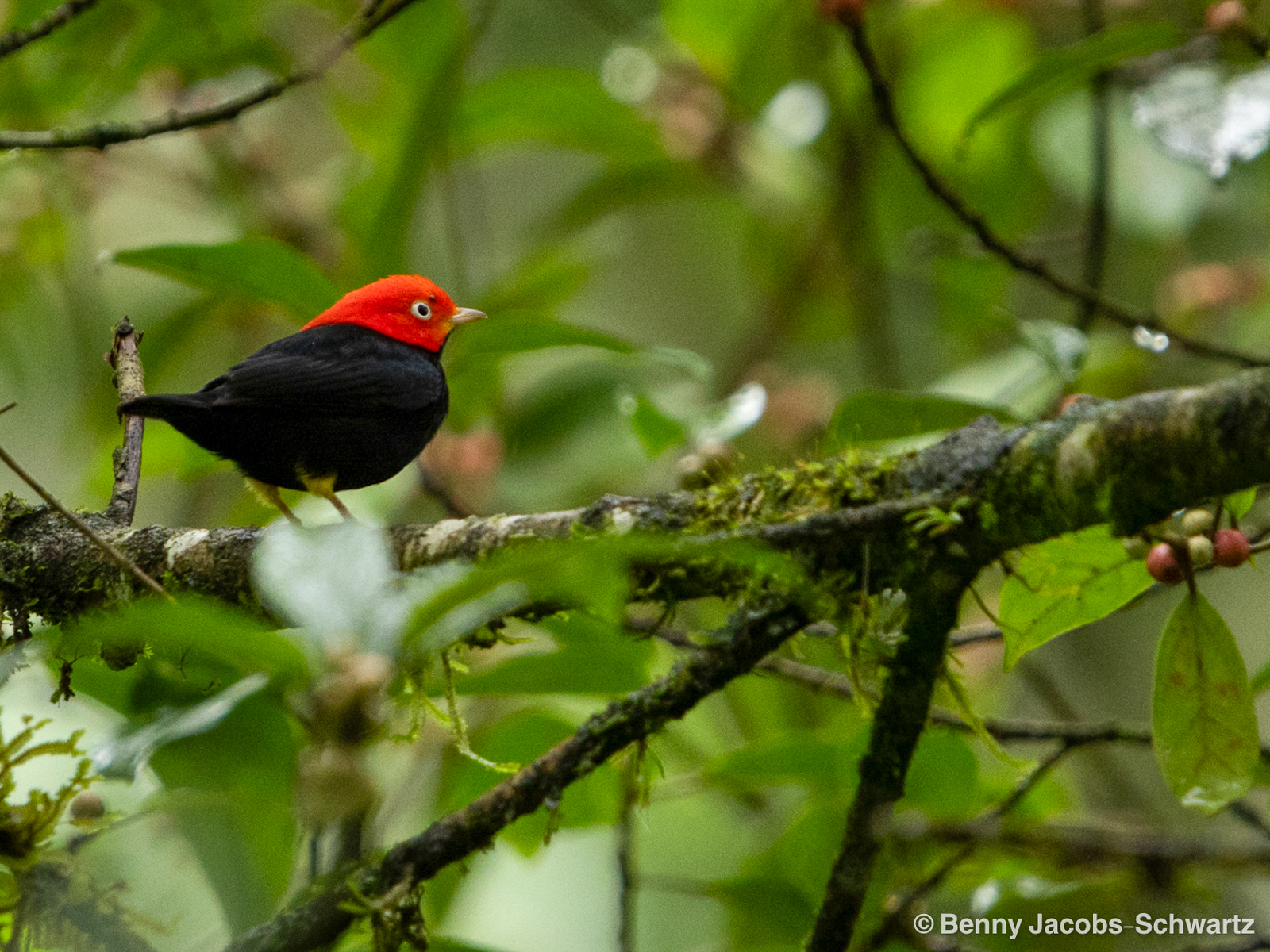 Red-capped Manakin