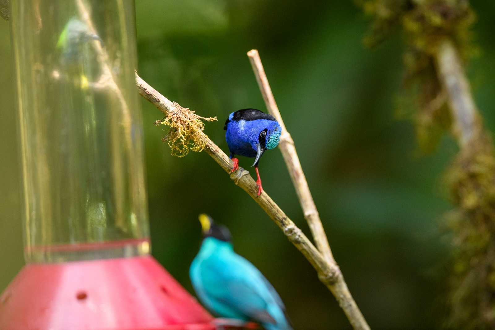 Red-legged Honeycreeper