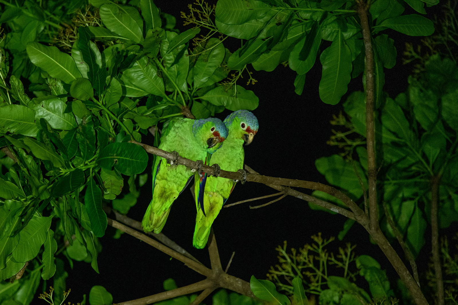 Red-lored Amazons