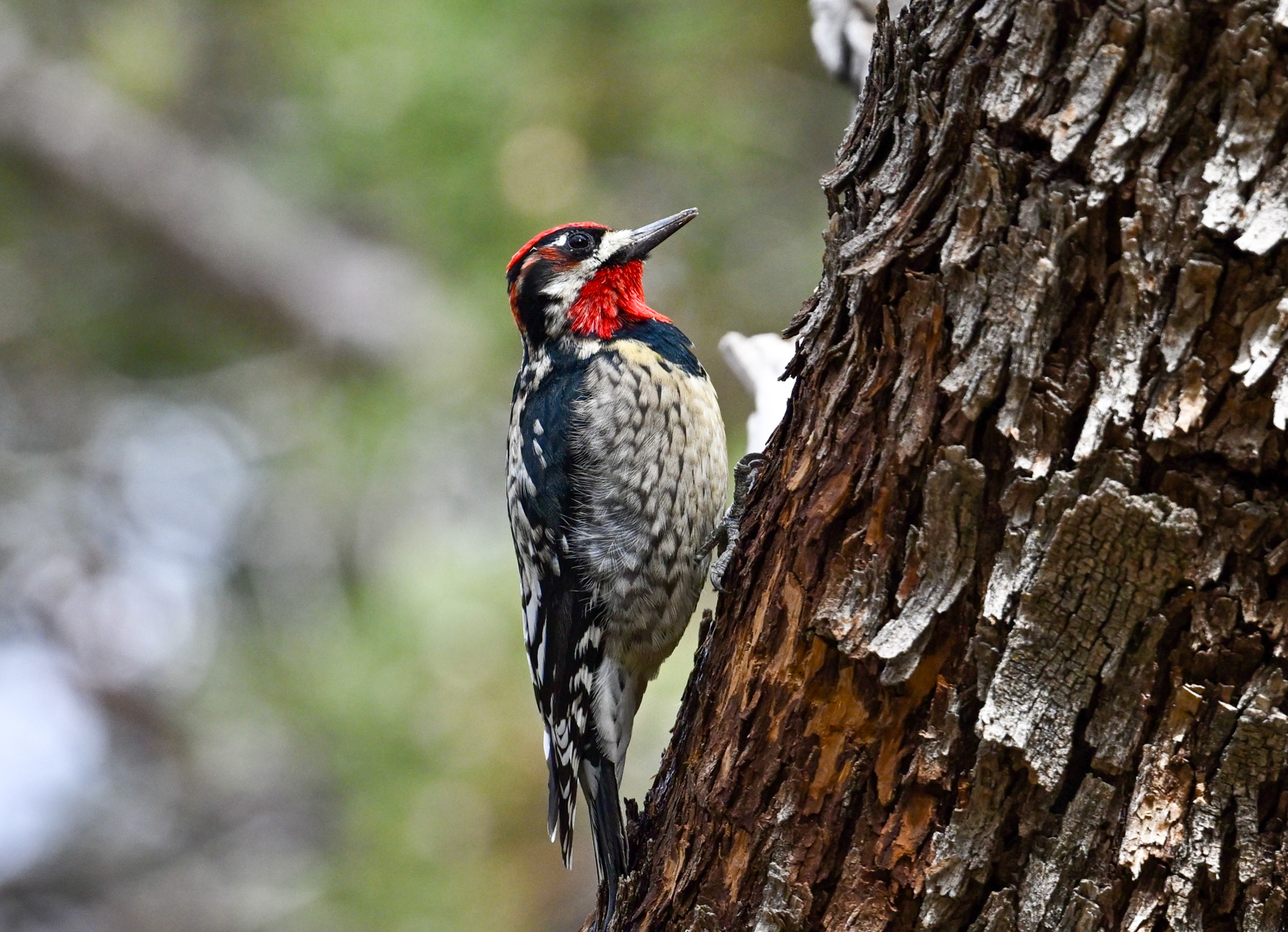 Red-naped Sapsucker