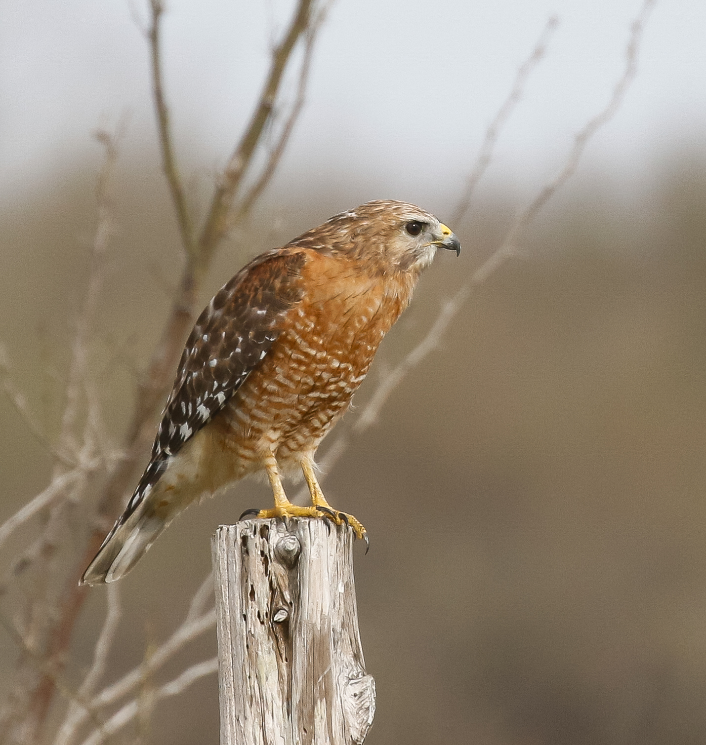 Red-shouldered Hawk
