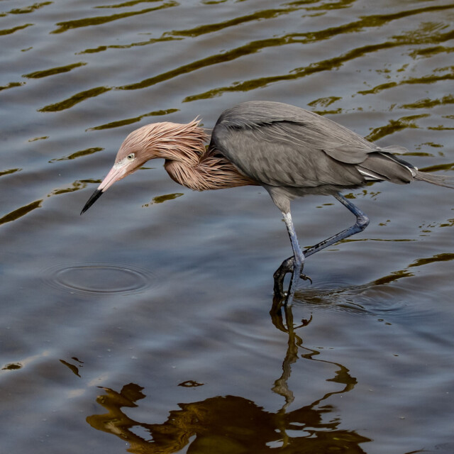 Reddish Egret