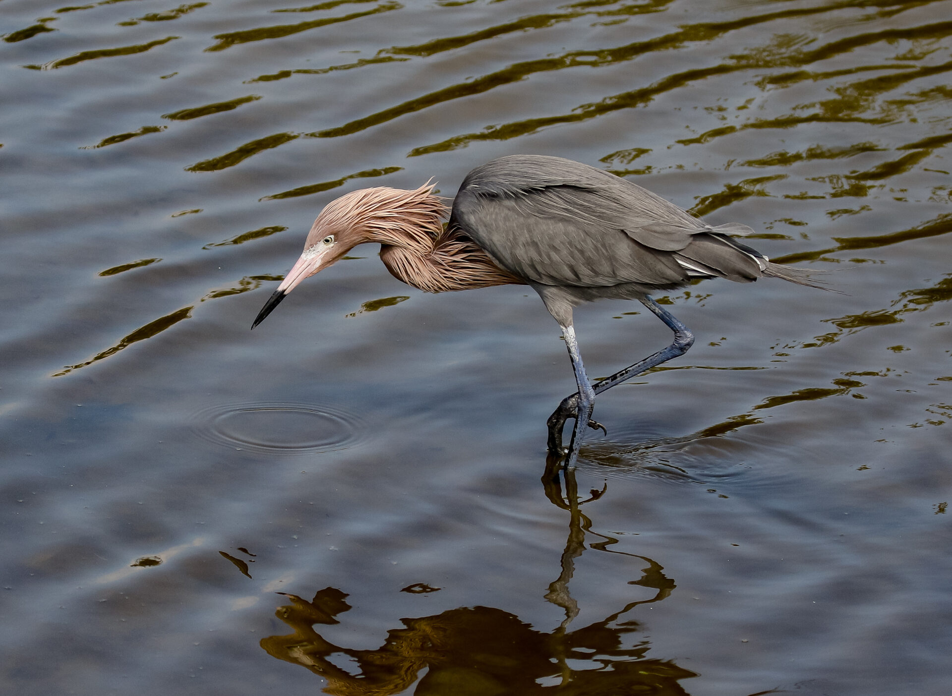 Reddish Egret