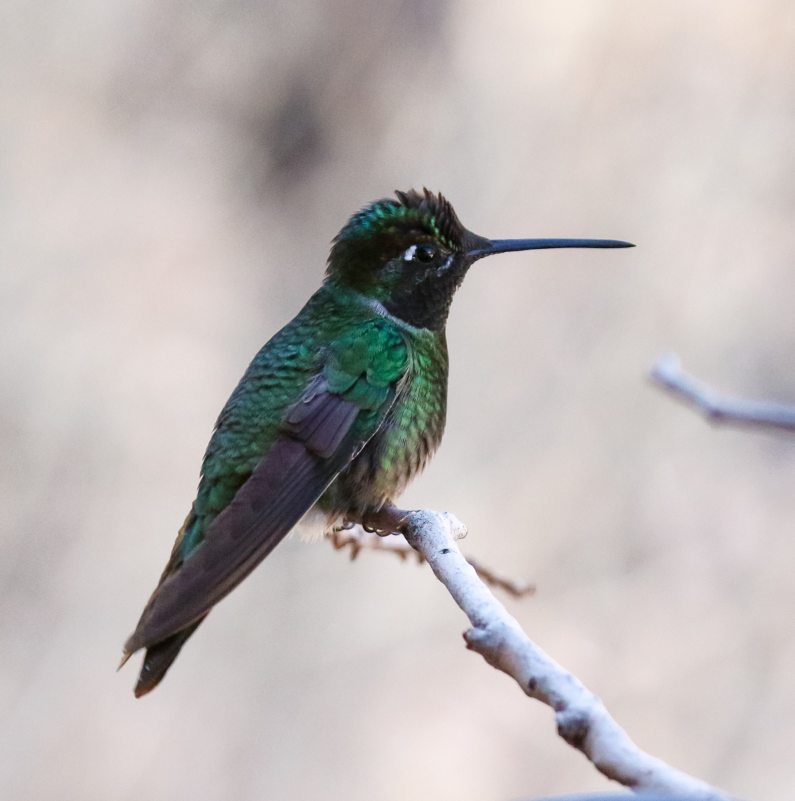 Rivolis Hummingbird