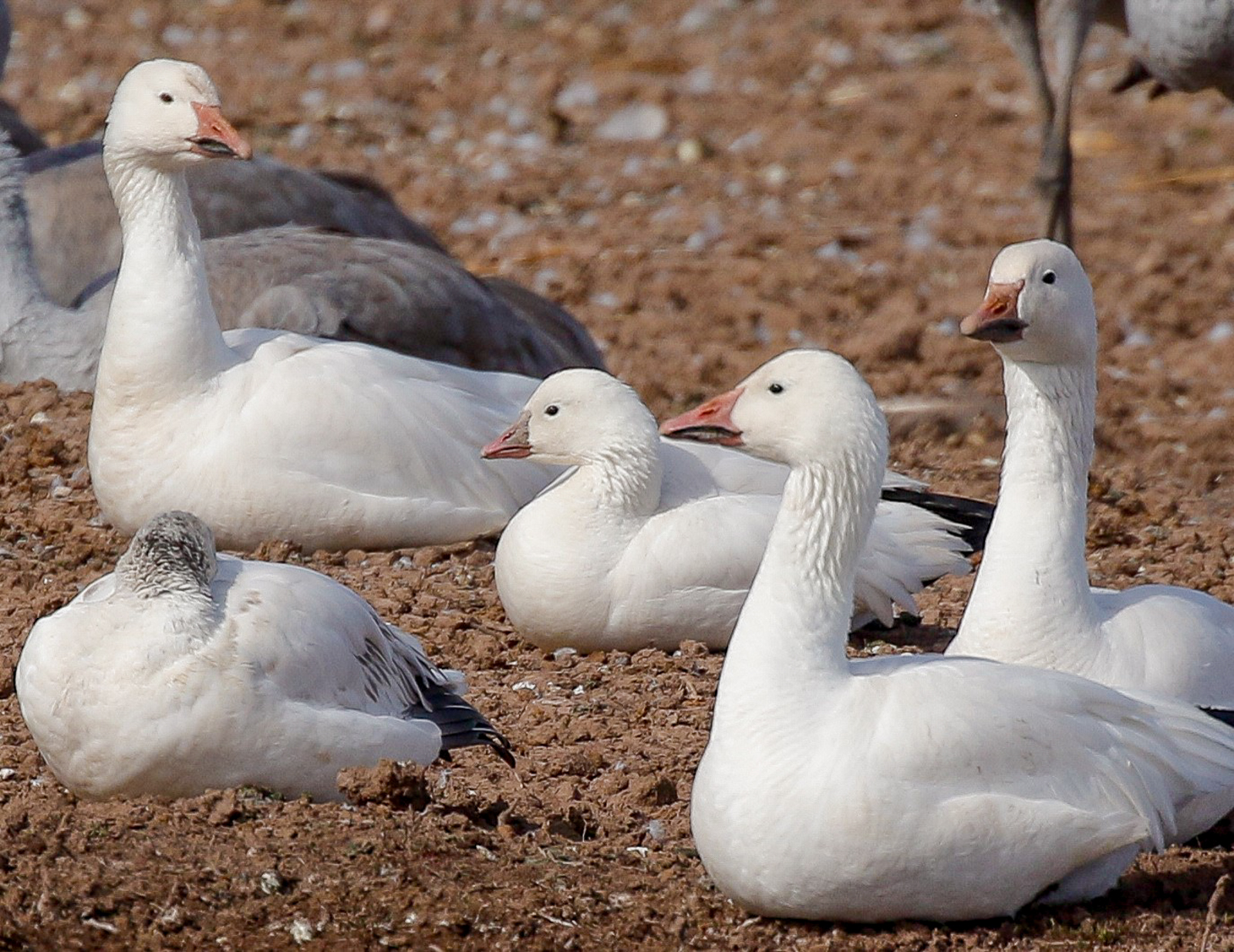 Ross's Goose with Snow Geese