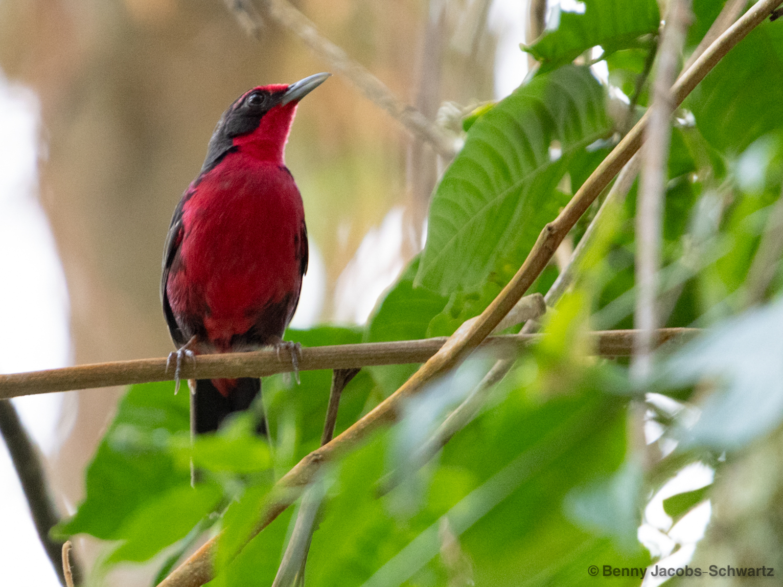 Rosy Thrush-Tanager