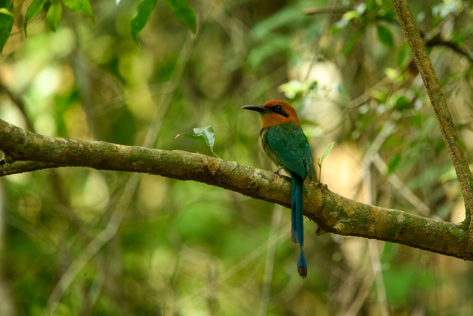 Rufous Motmot