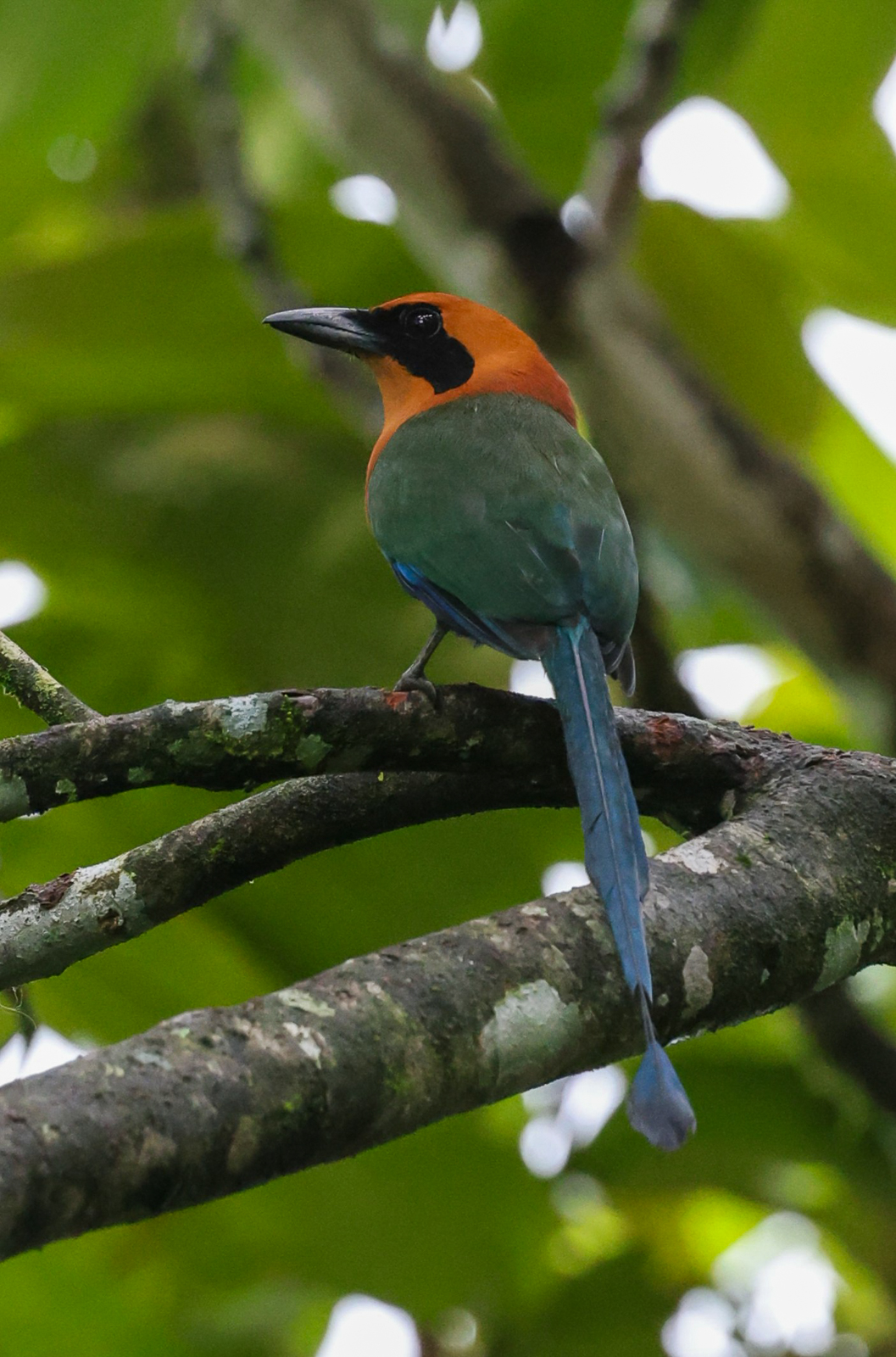 Rufous Motmot