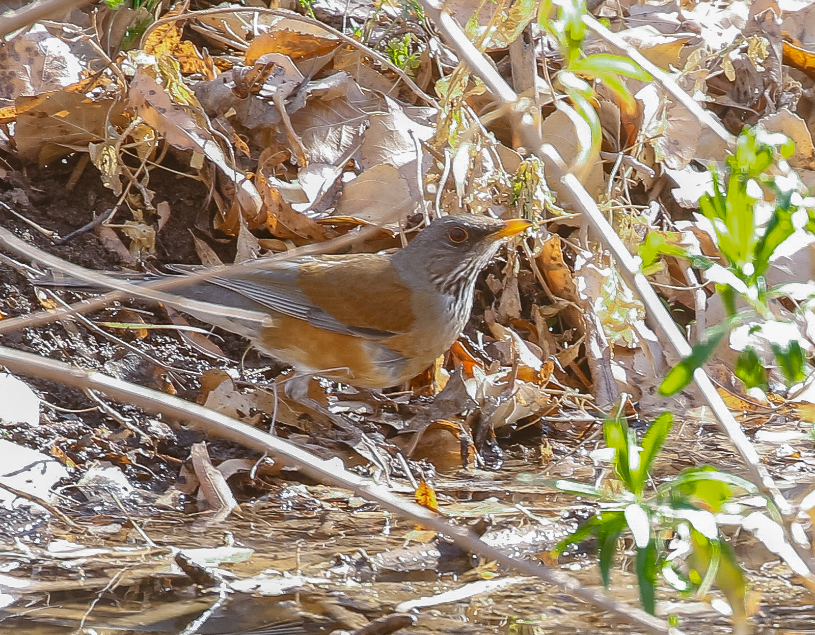 Rufous-backed Robin