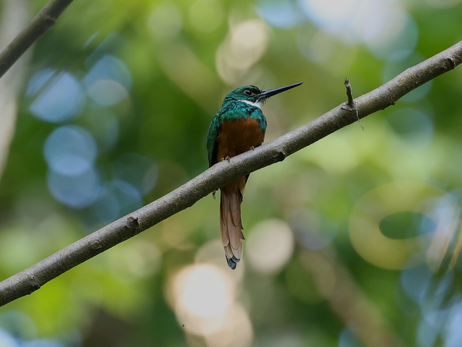 Rufous-tailed Jacamar
