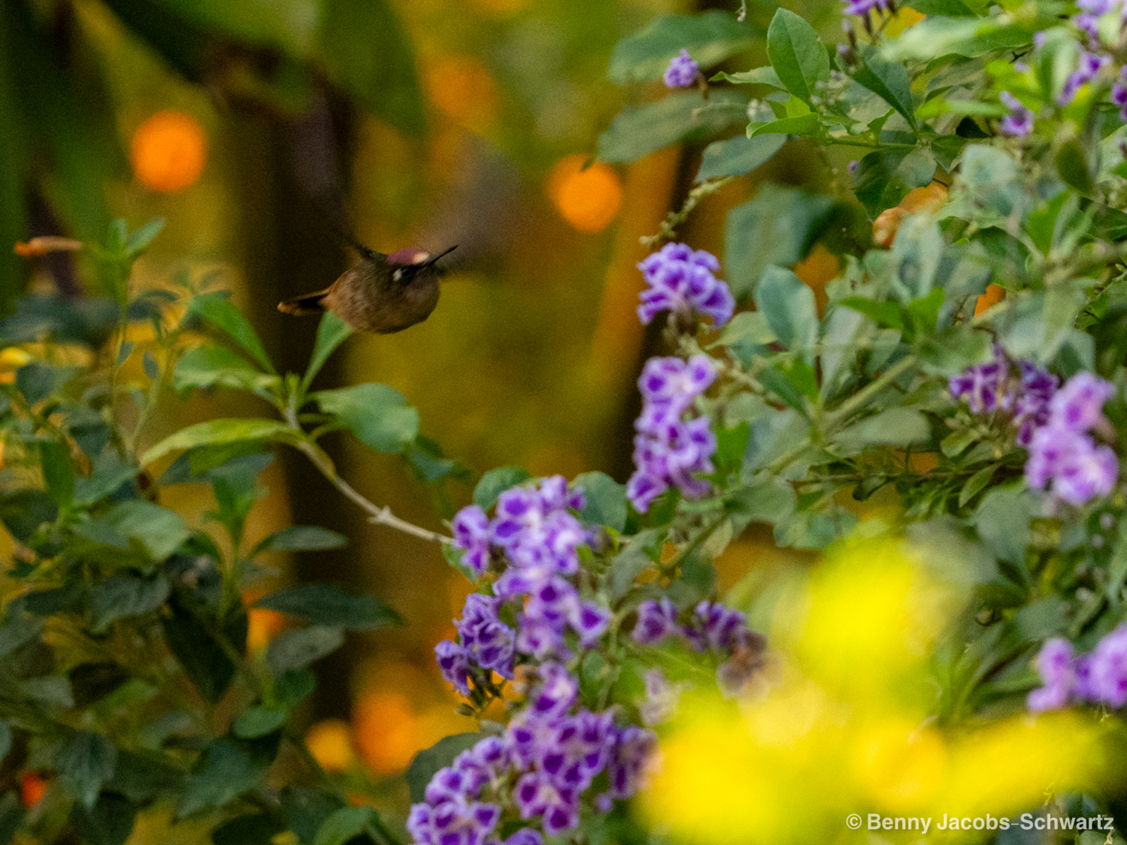 Santa Marta Blossomcrown