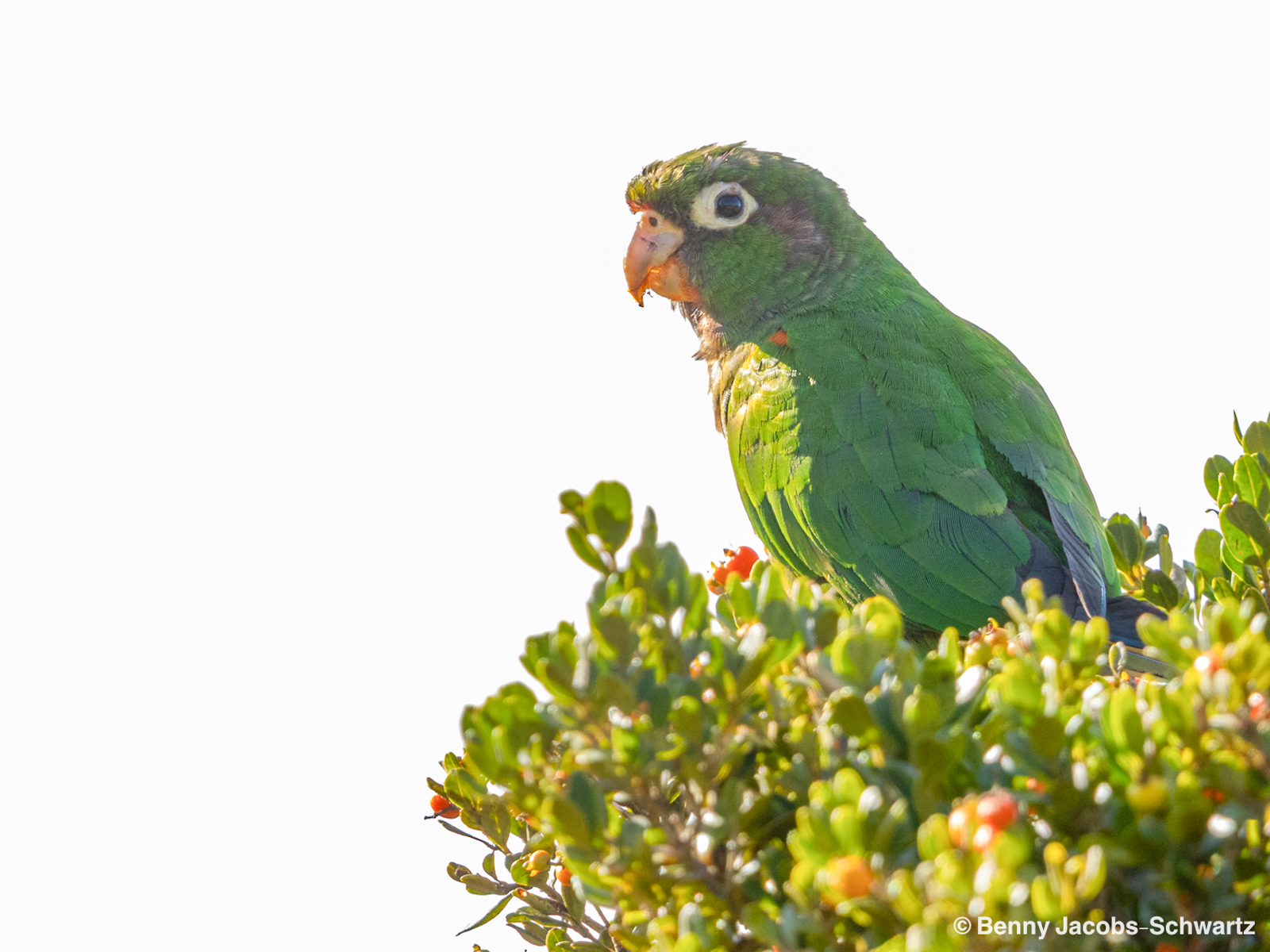 Santa Marta Parakeet