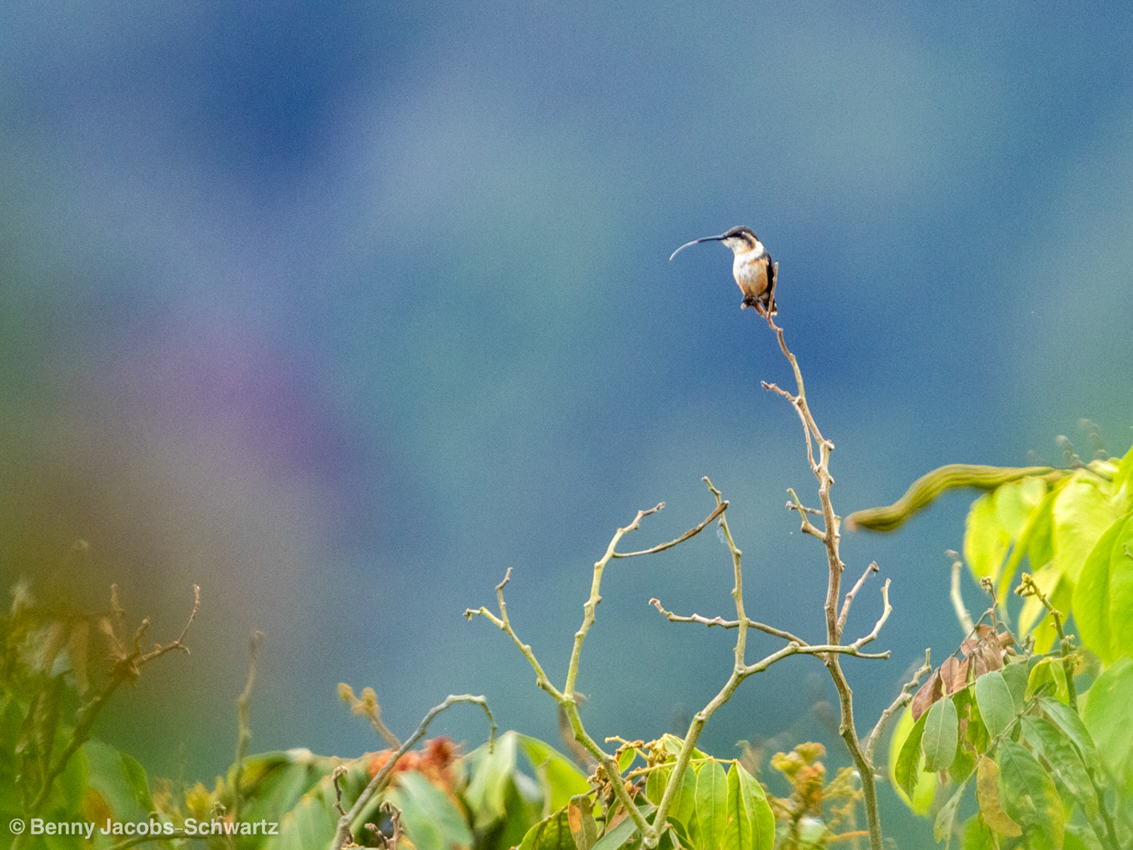Santa Marta Woodstar