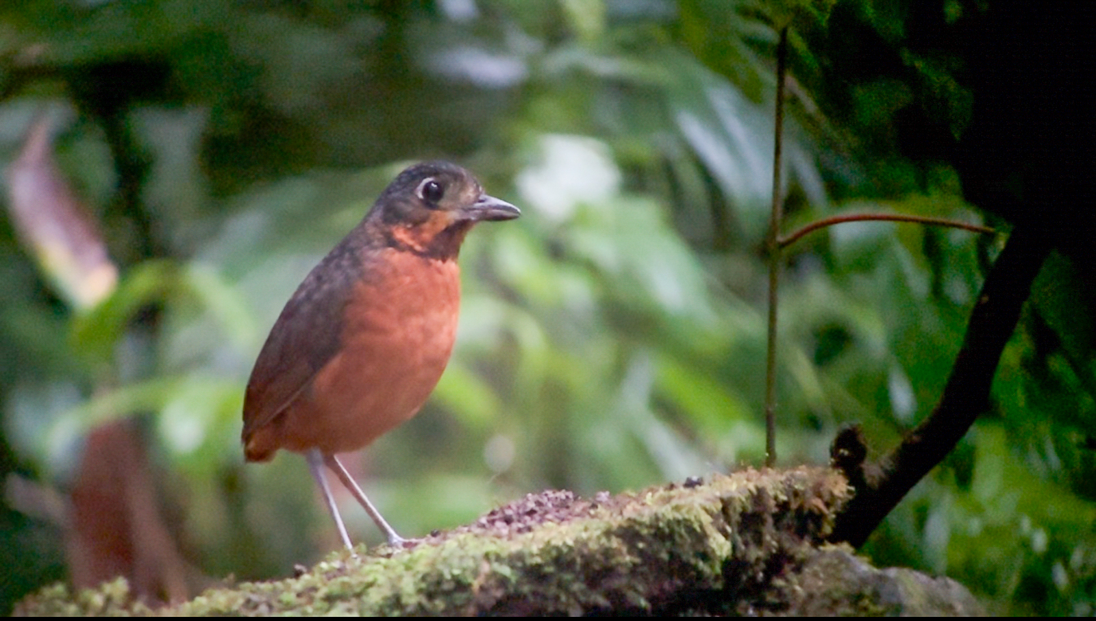 Scaled Antpitta