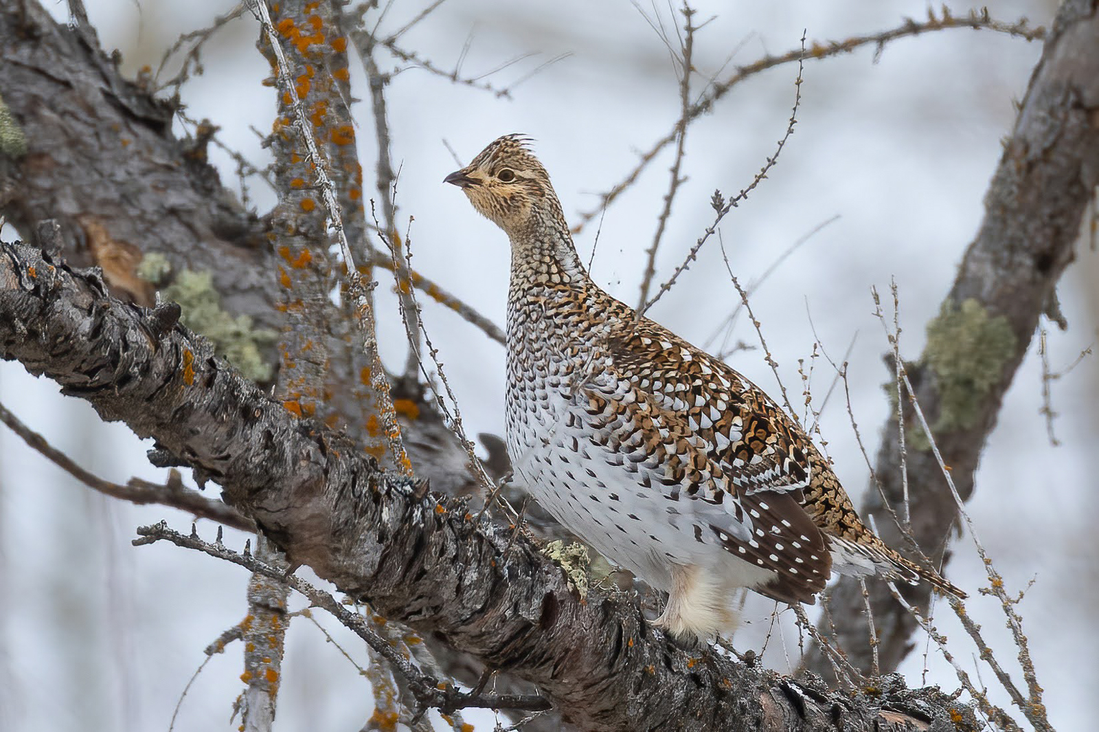 Sharp-tailed Grouse