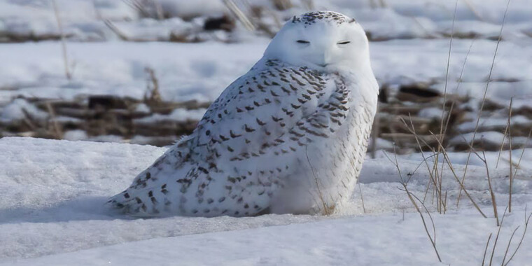 Manitoba Owls Tour Trip Report (Feb 24-28, 2025)