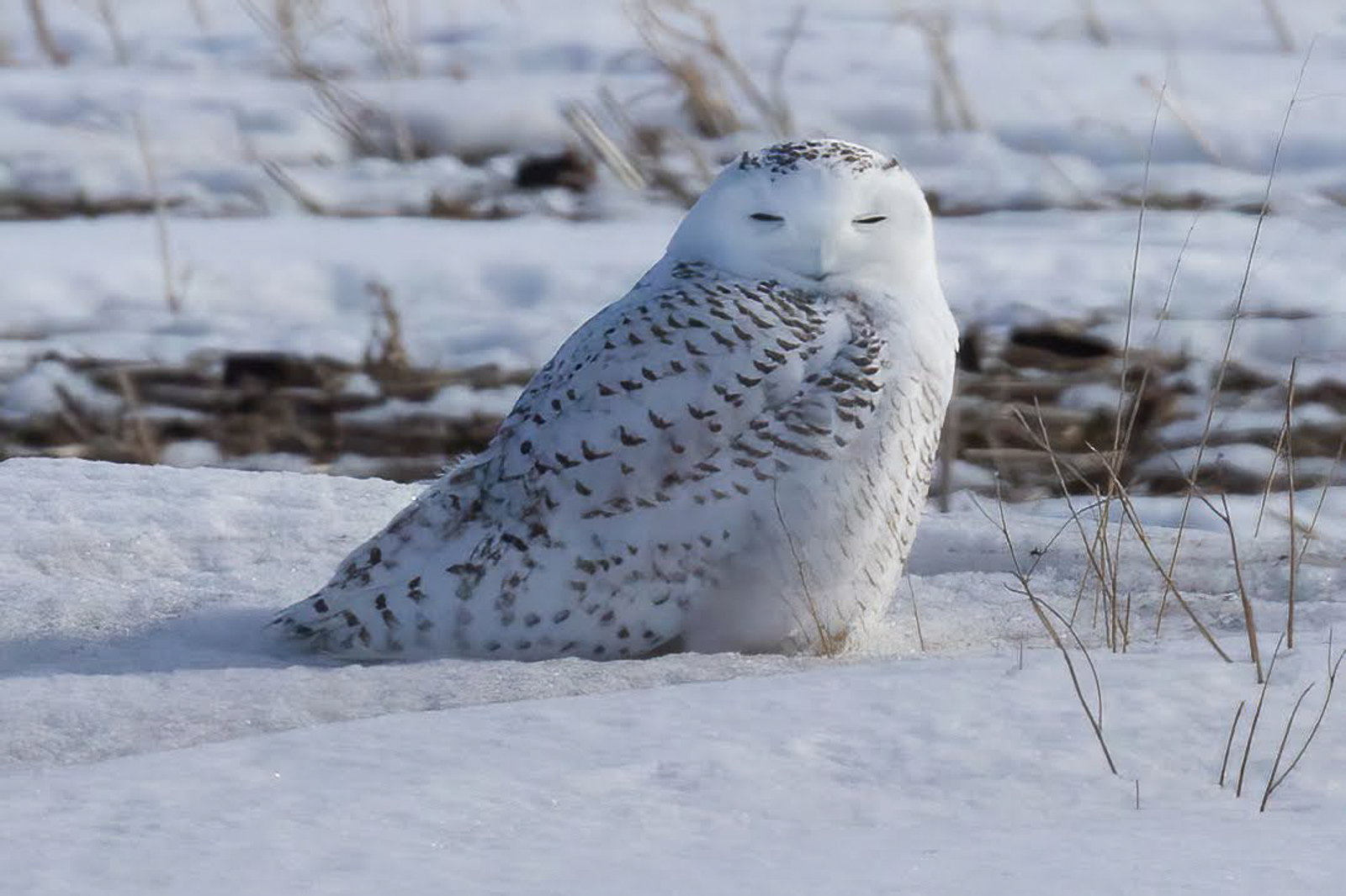 Snowy Owl