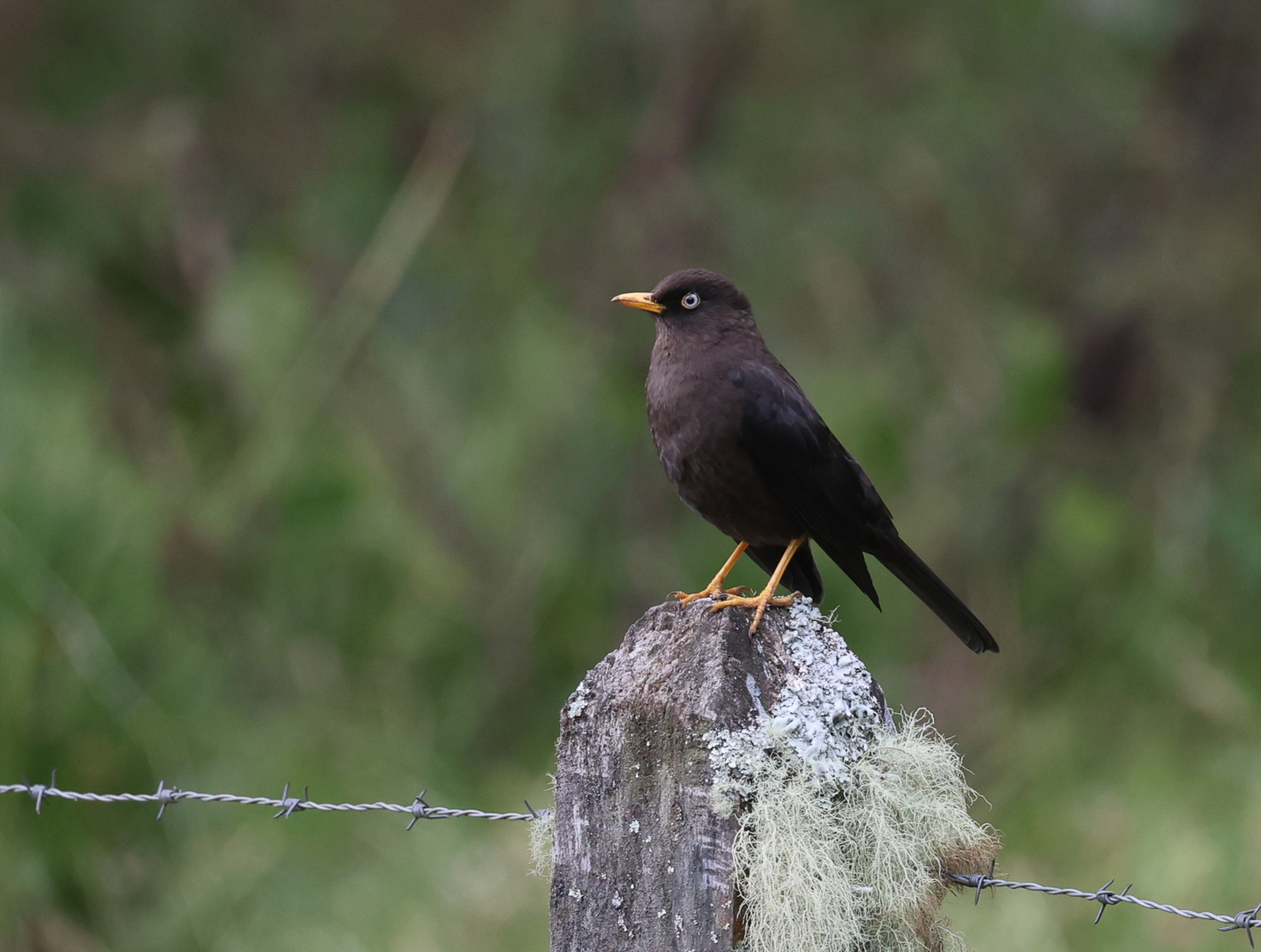 Sooty Thrush