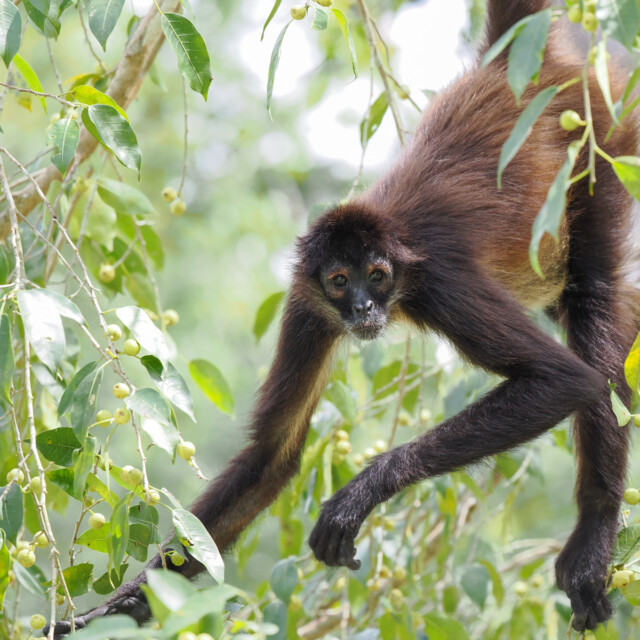 Spider Monkey