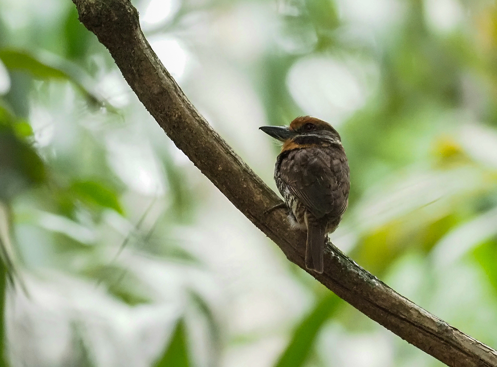 Spotted Puffbird