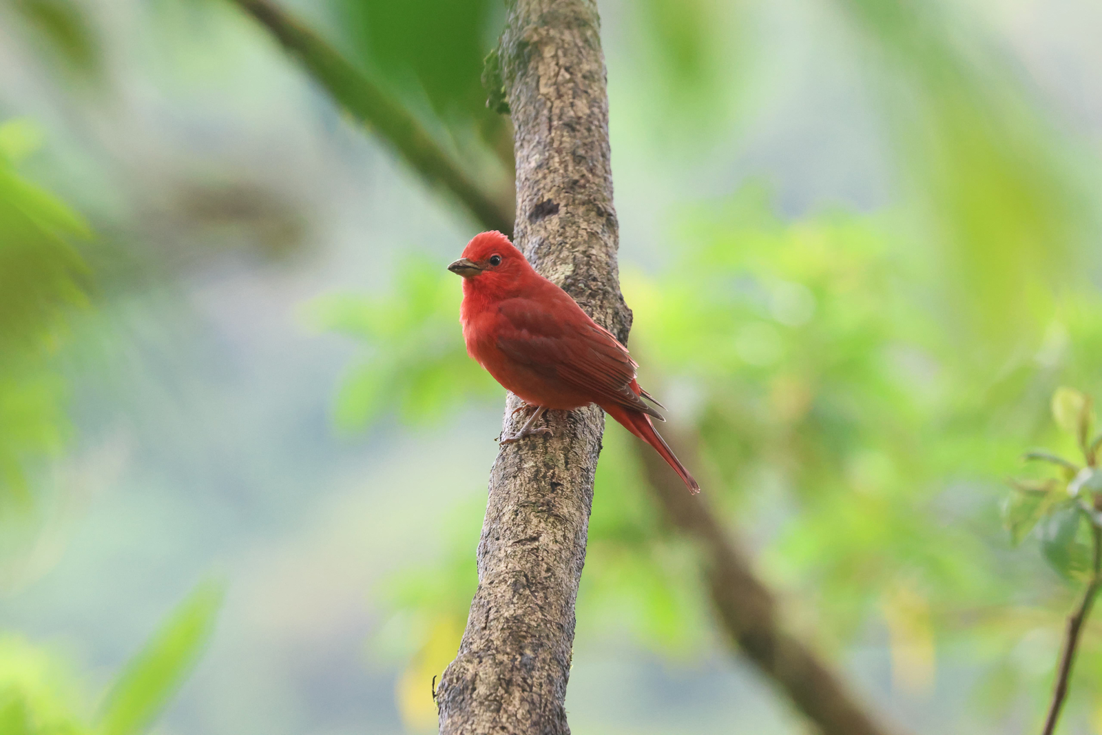Summer Tanager
