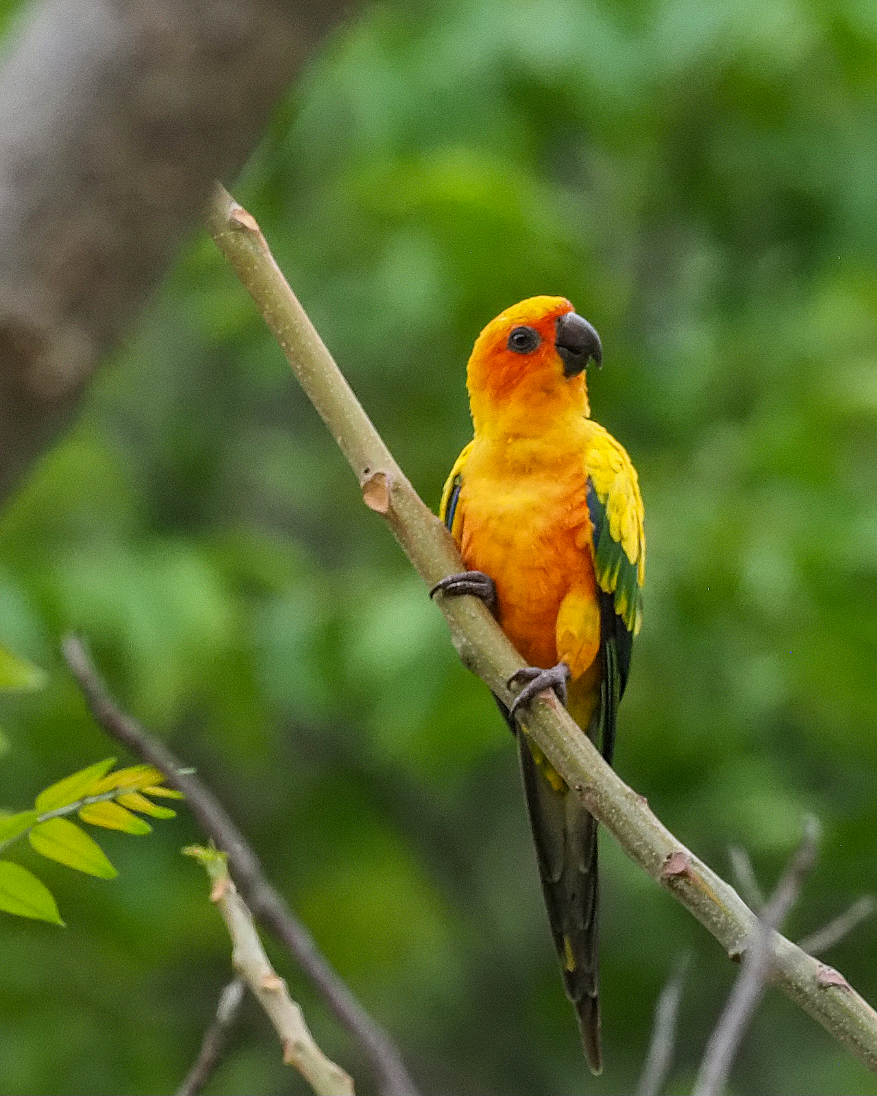 Sun Parakeet