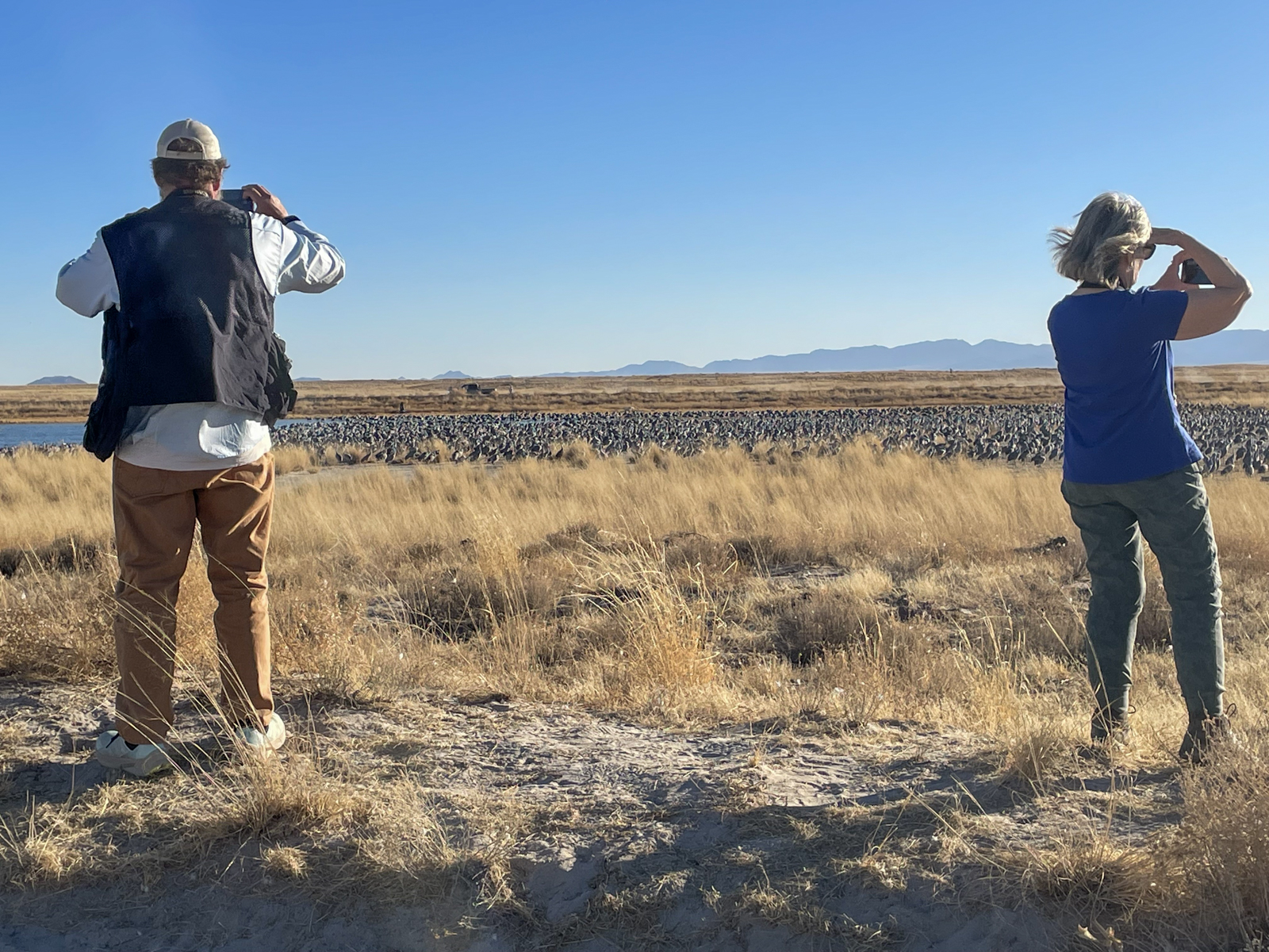 Surveying a flock of Sandhill Cranes at Wilcox