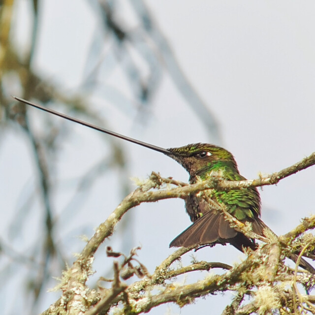 Sword-billed Hummingbird