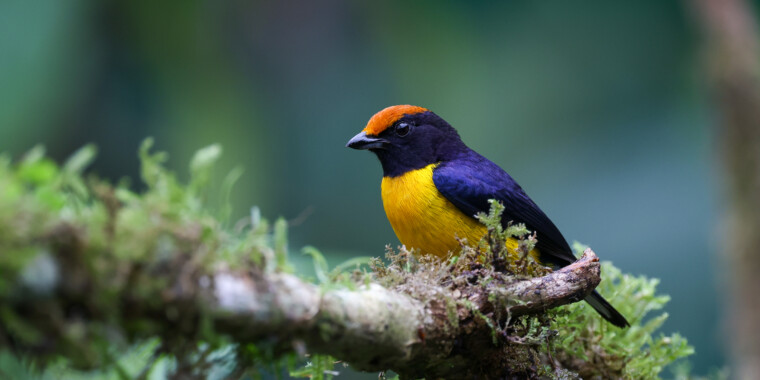 Costa Rica Sampler Trip Report (Mar 17 - 28, 2025)