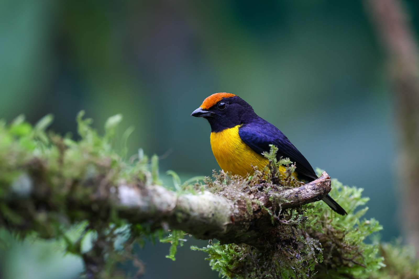 Tawny-capped Euphonia