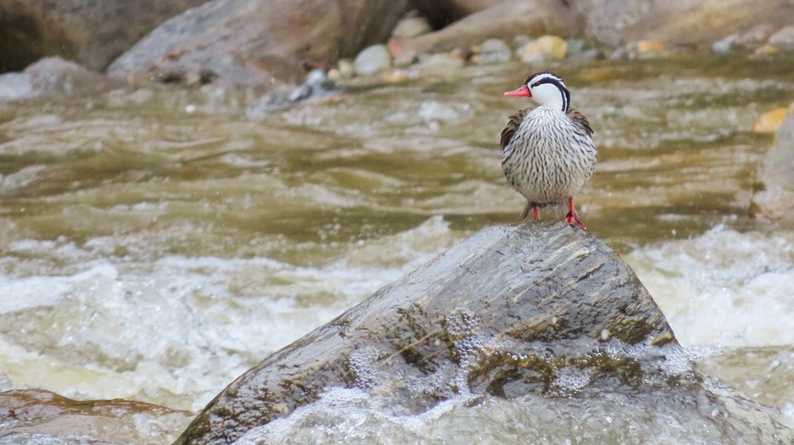 Torrent Duck
