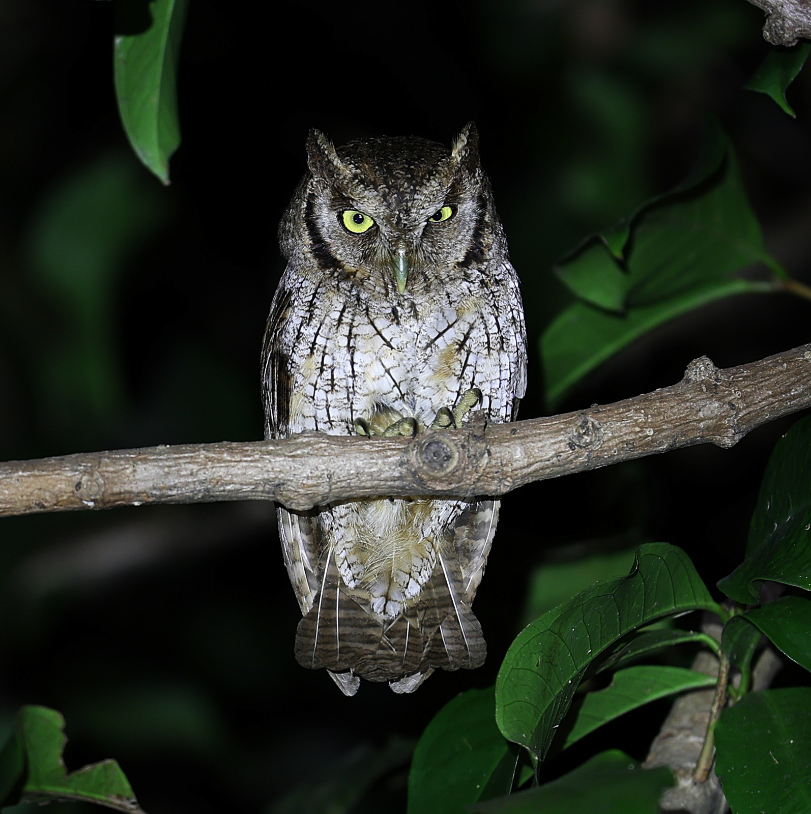 Tropical Screech-Owl
